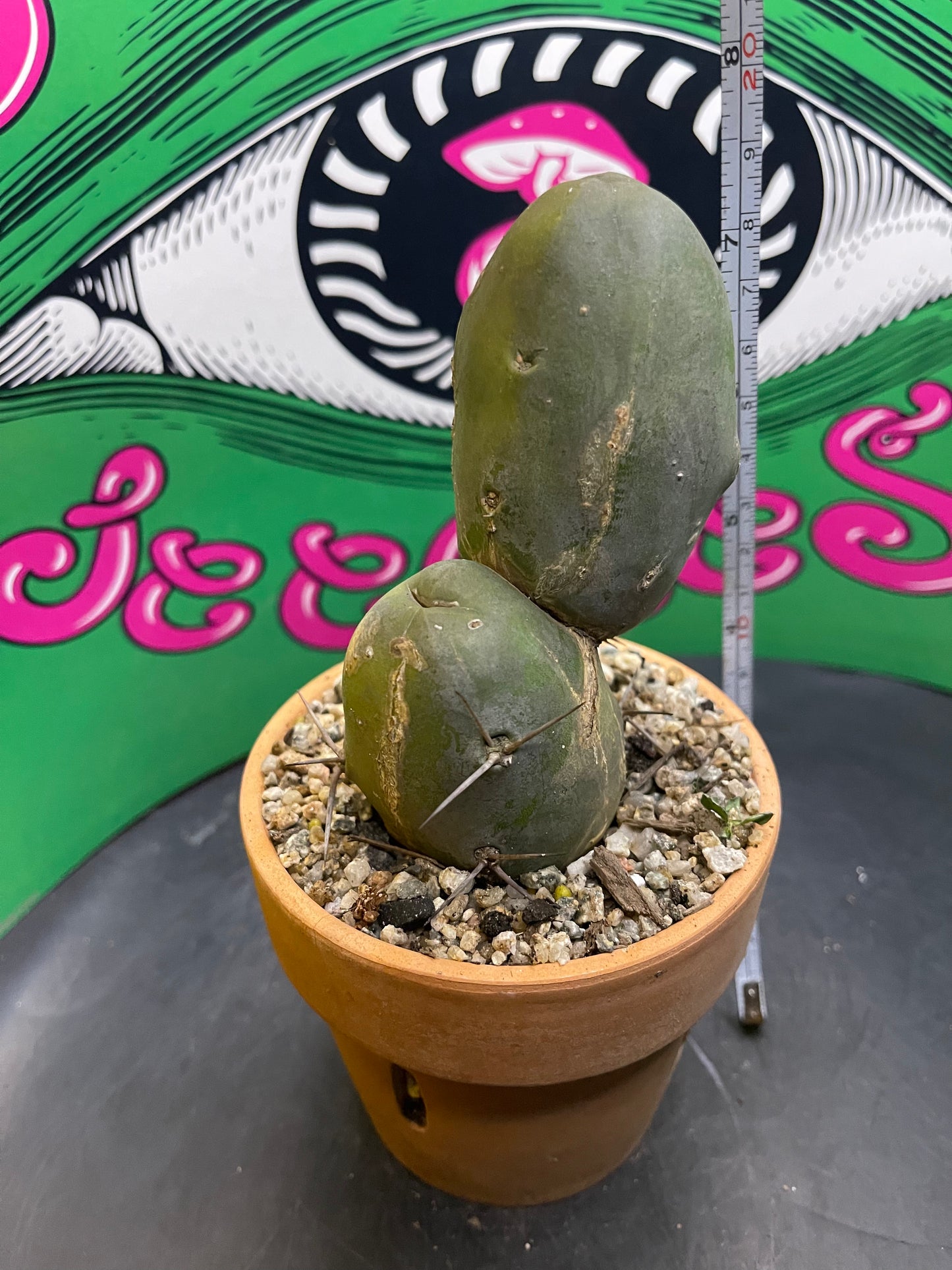 Terra cotta pot w/ Tbm