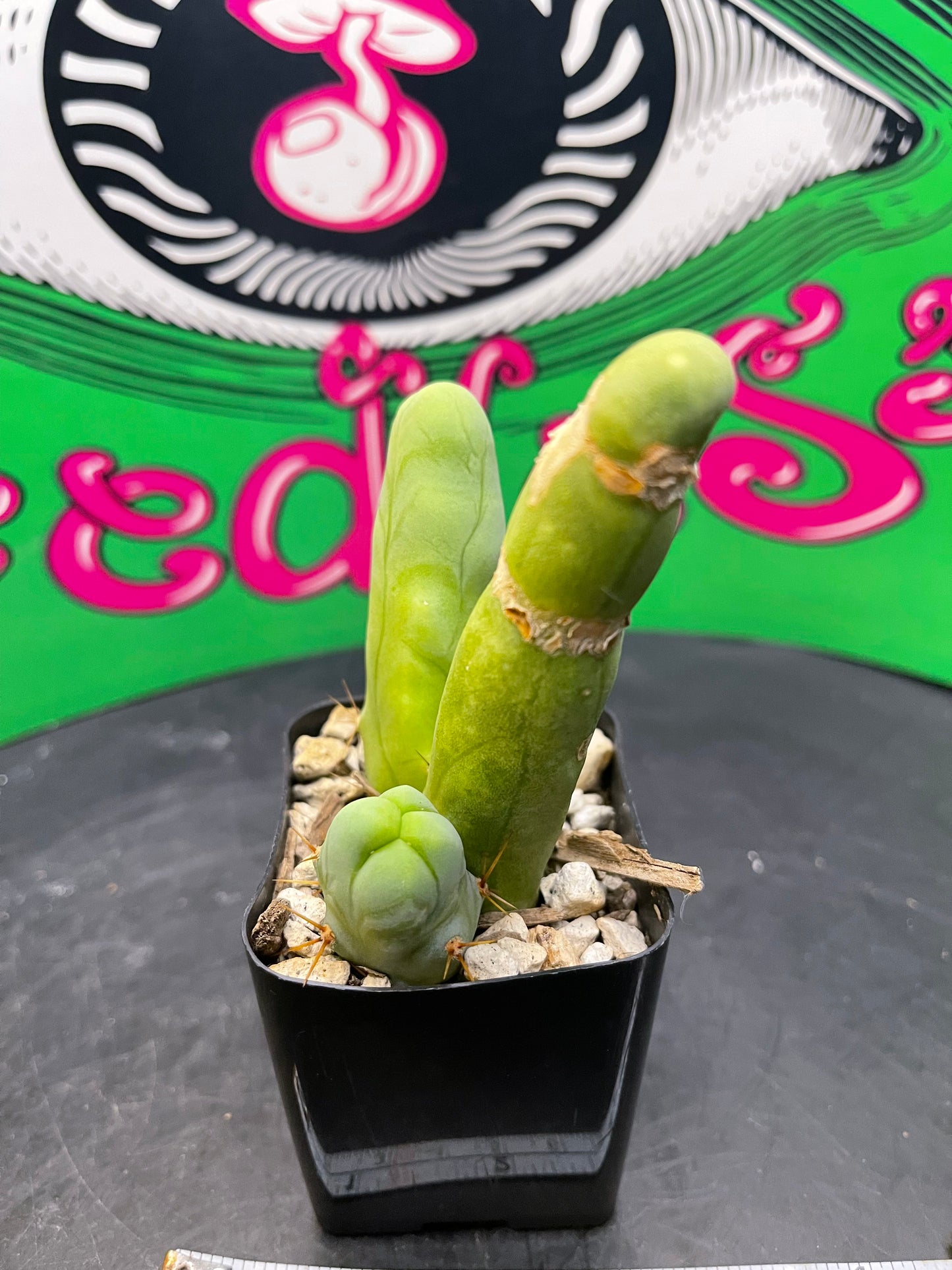 TBM cactus
