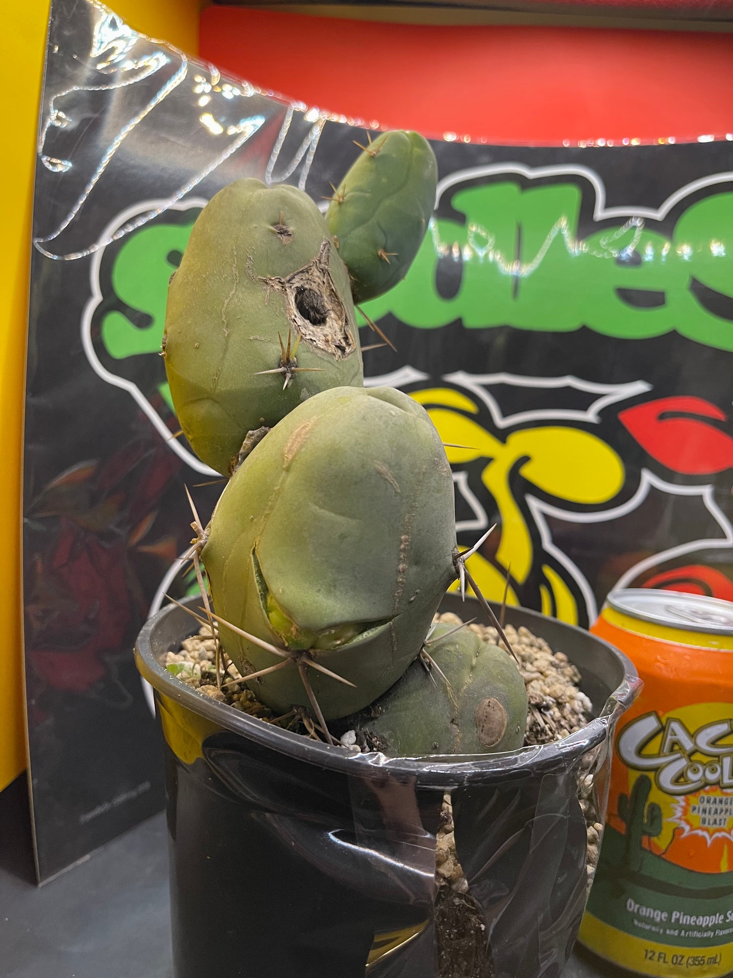 Tbm CACTUS !!!