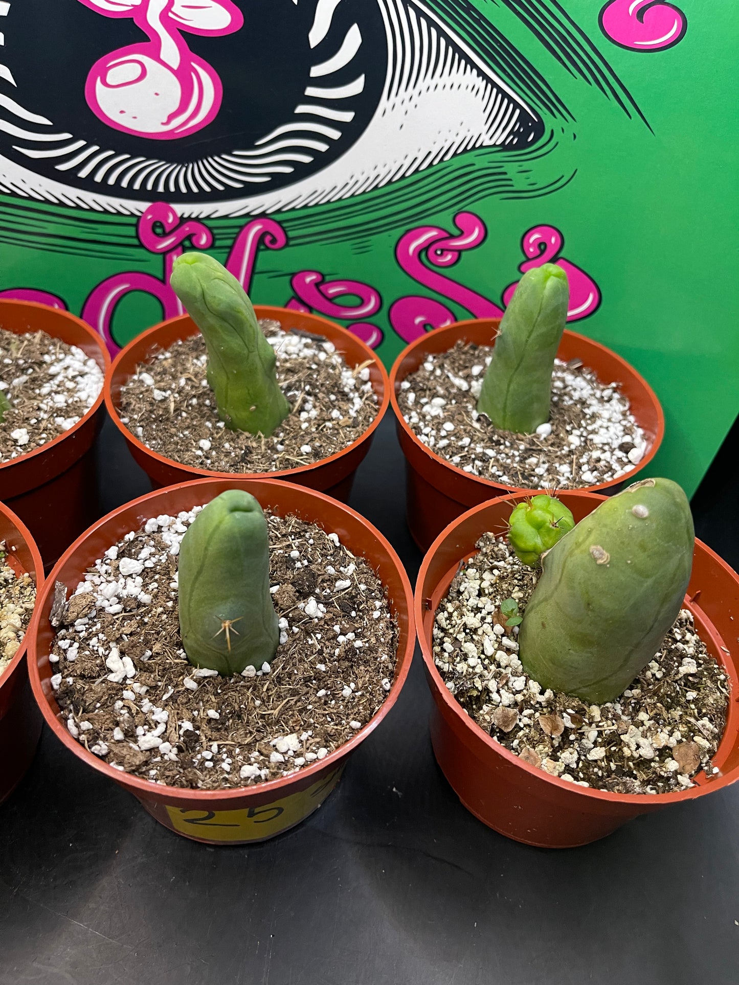 Tbm ! 4” pot