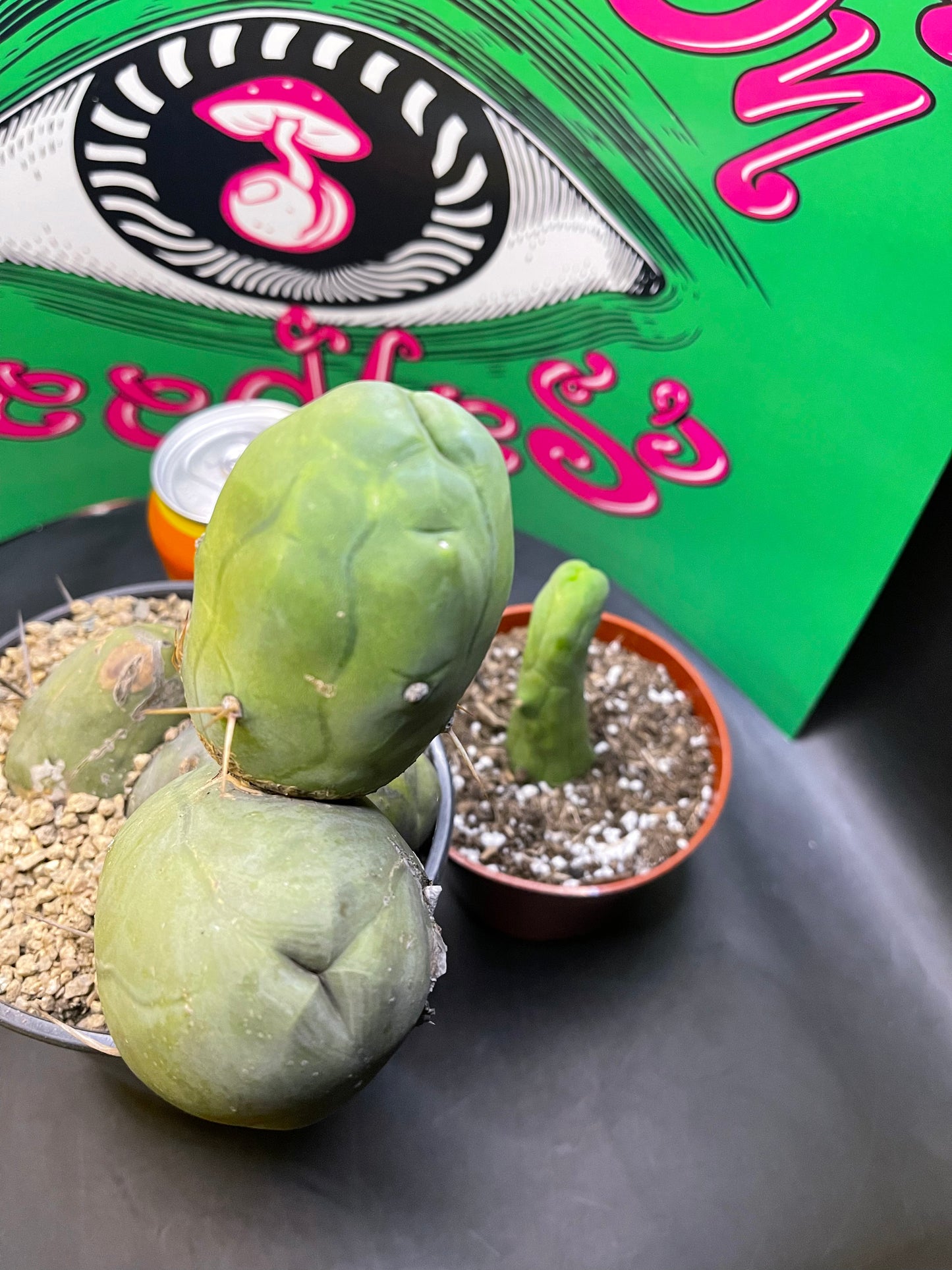 TBM - CACTUS šµ