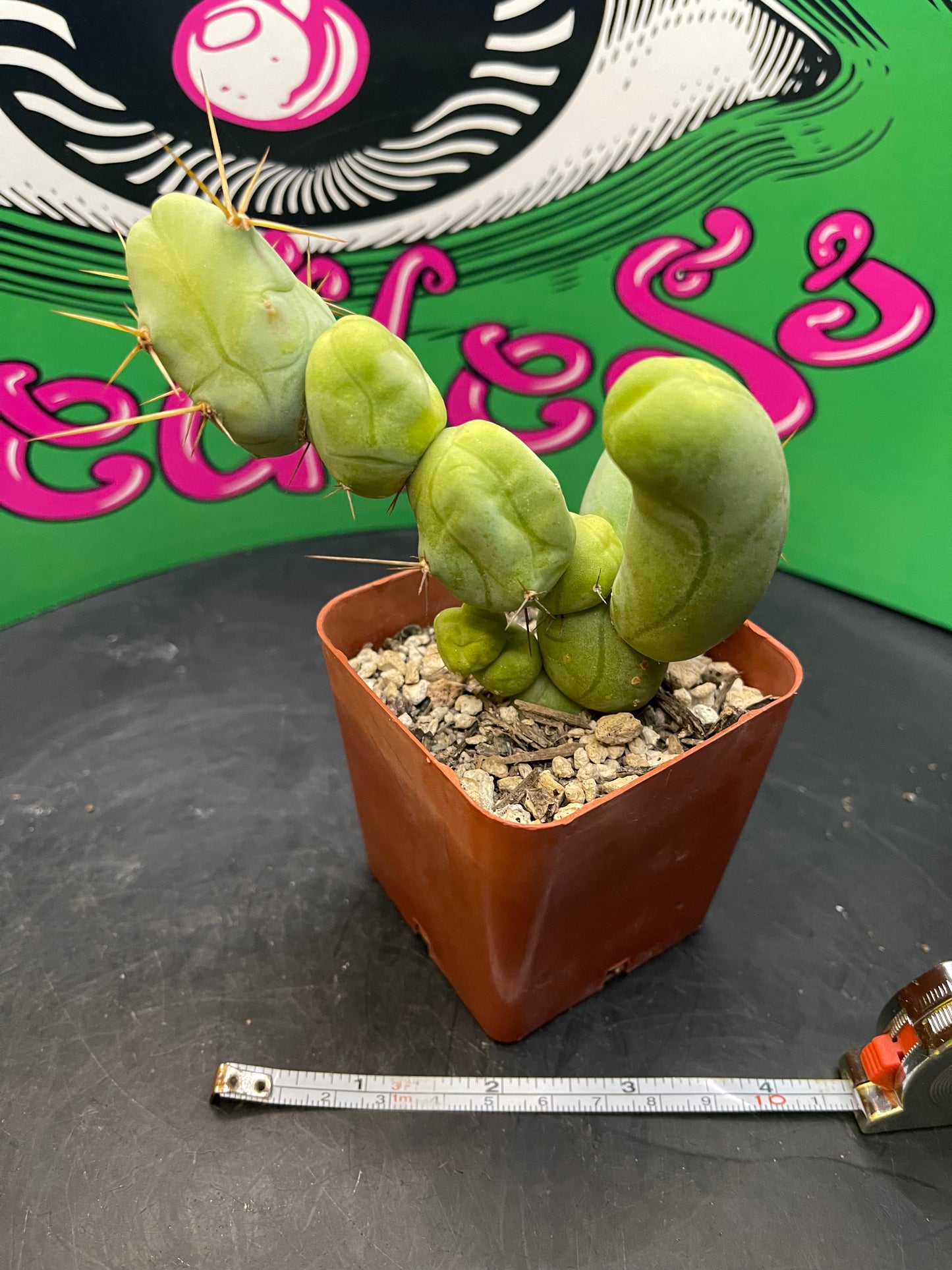 Trichocereus Bridgesii monstrose