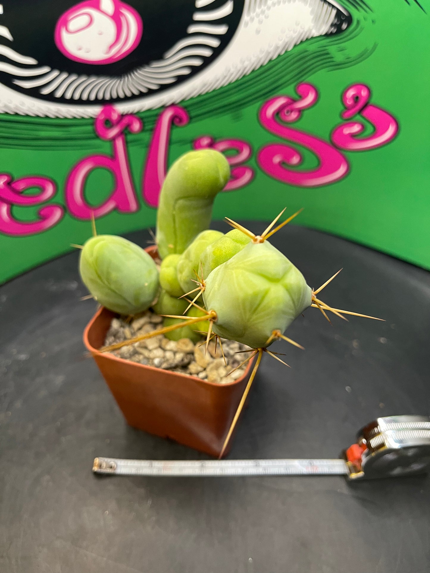 Trichocereus Bridgesii monstrose
