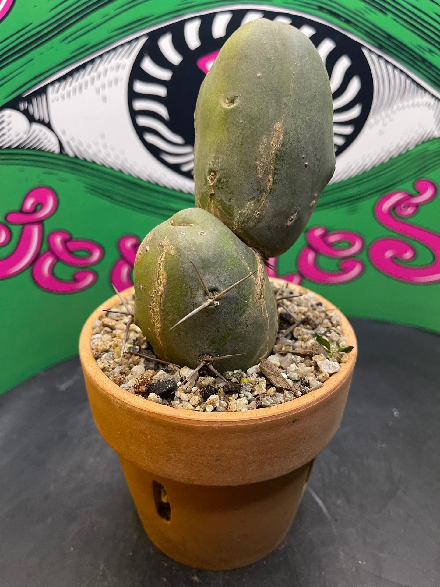 Terra cotta pot w/ Tbm