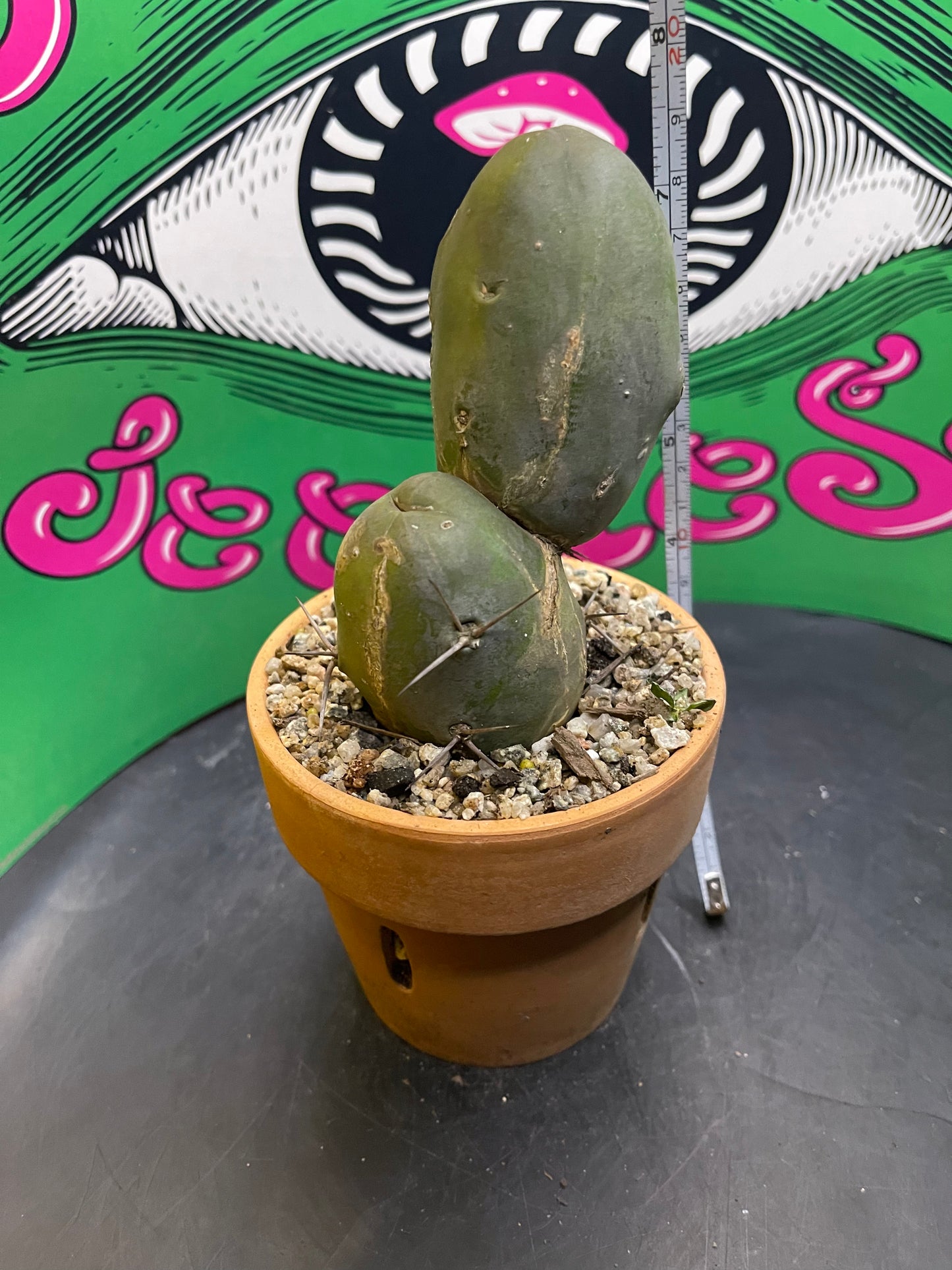 Terra cotta pot w/ Tbm