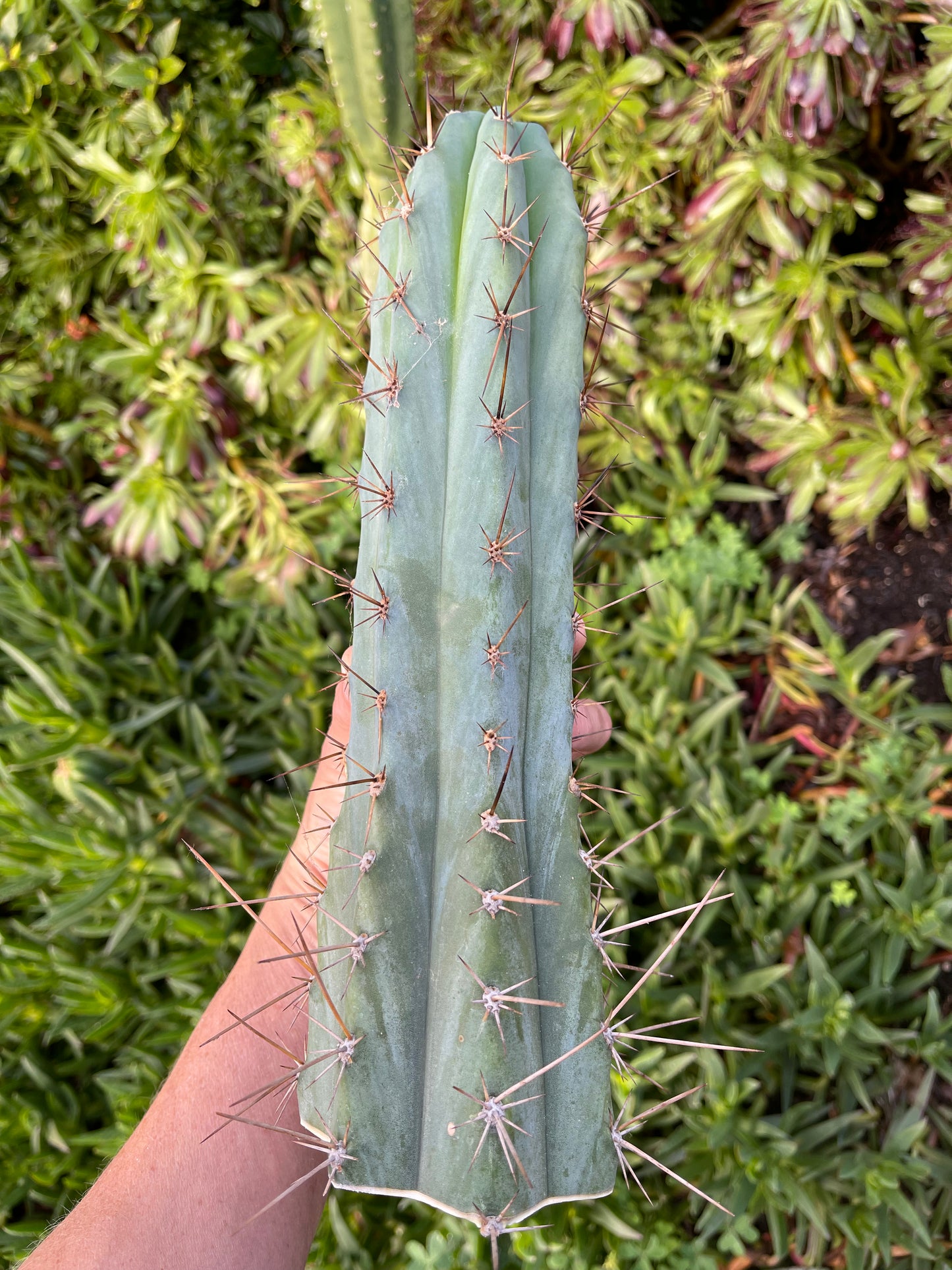Spicy 🌶️ Spiky San Pedro TRICHOCEREUS PERUVIANUS
