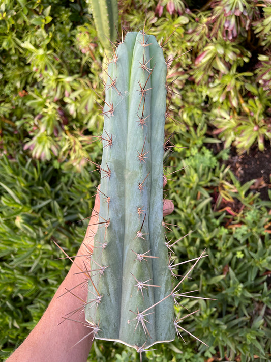Spicy 🌶️ Spiky San Pedro TRICHOCEREUS PERUVIANUS