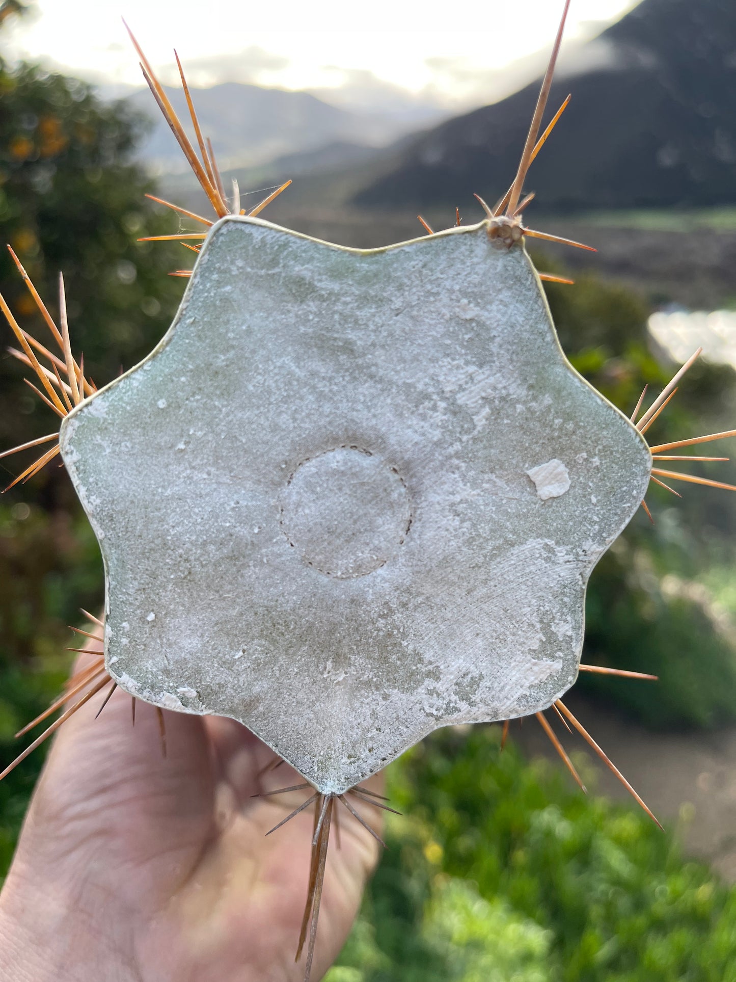 Spicy 🌶️ Spiky San Pedro TRICHOCEREUS PERUVIANUS