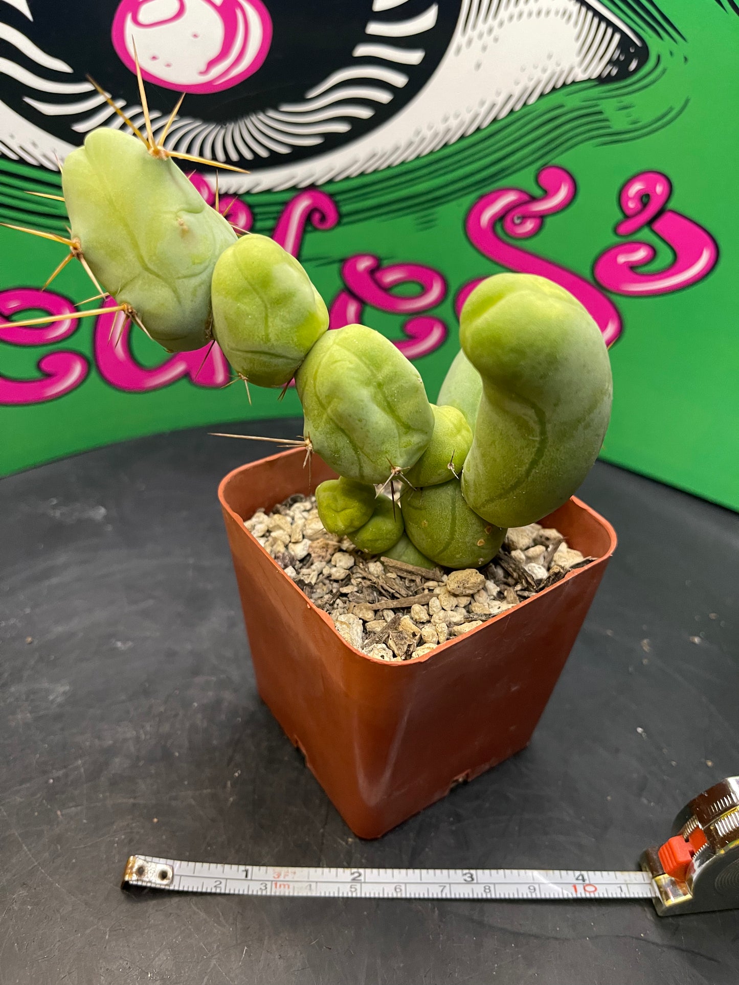 Trichocereus Bridgesii monstrose