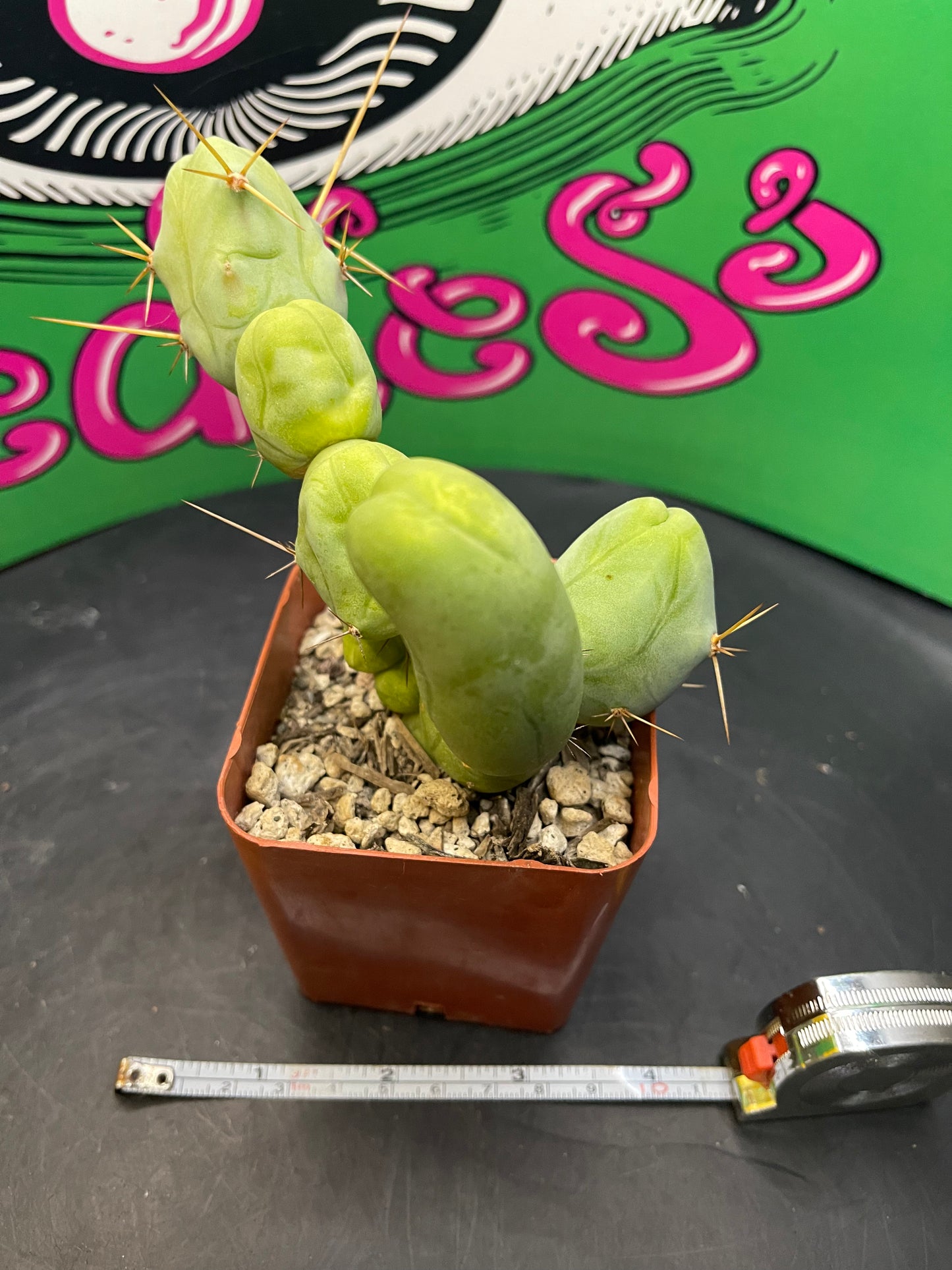 Trichocereus Bridgesii monstrose