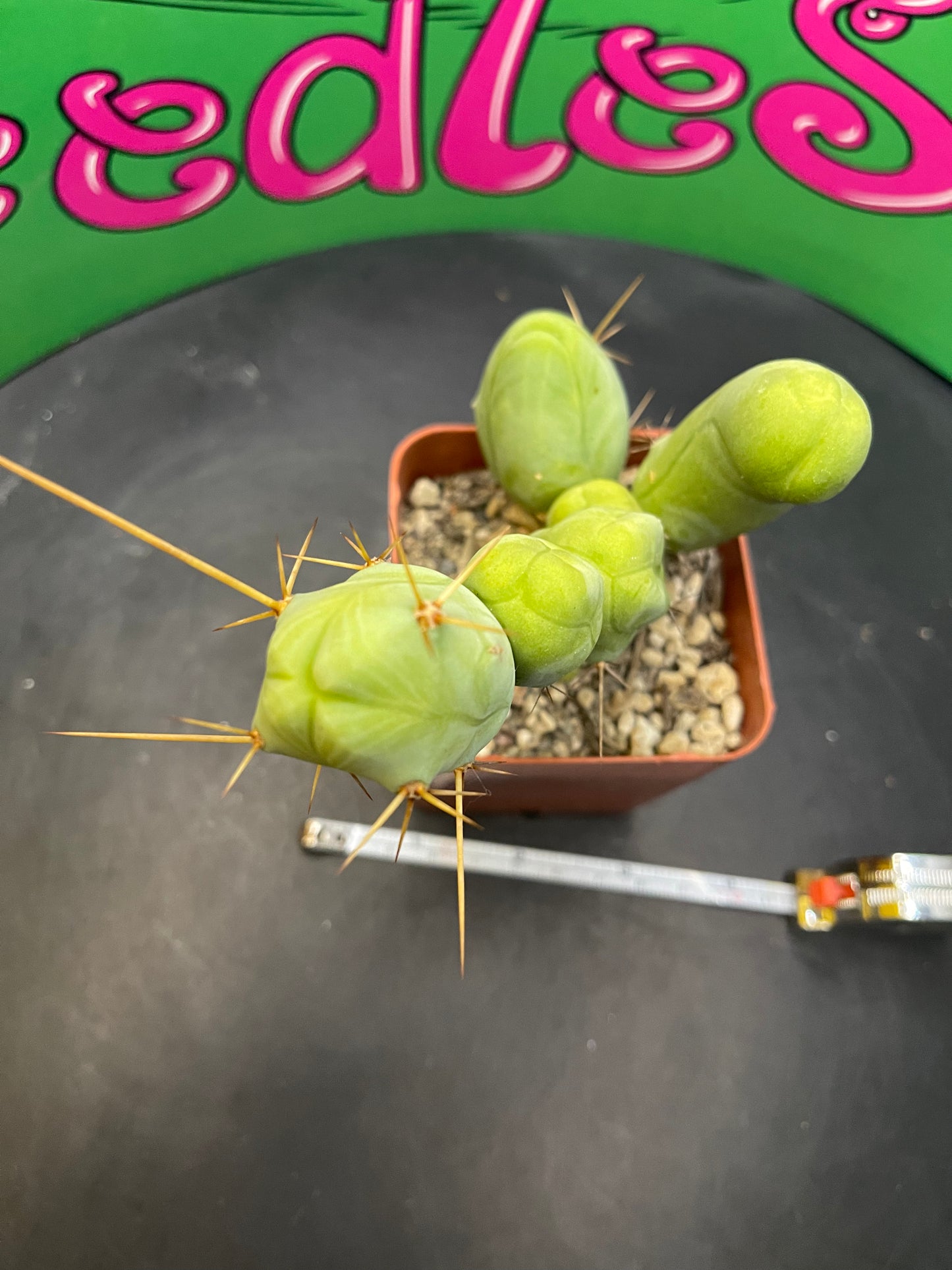 Trichocereus Bridgesii monstrose
