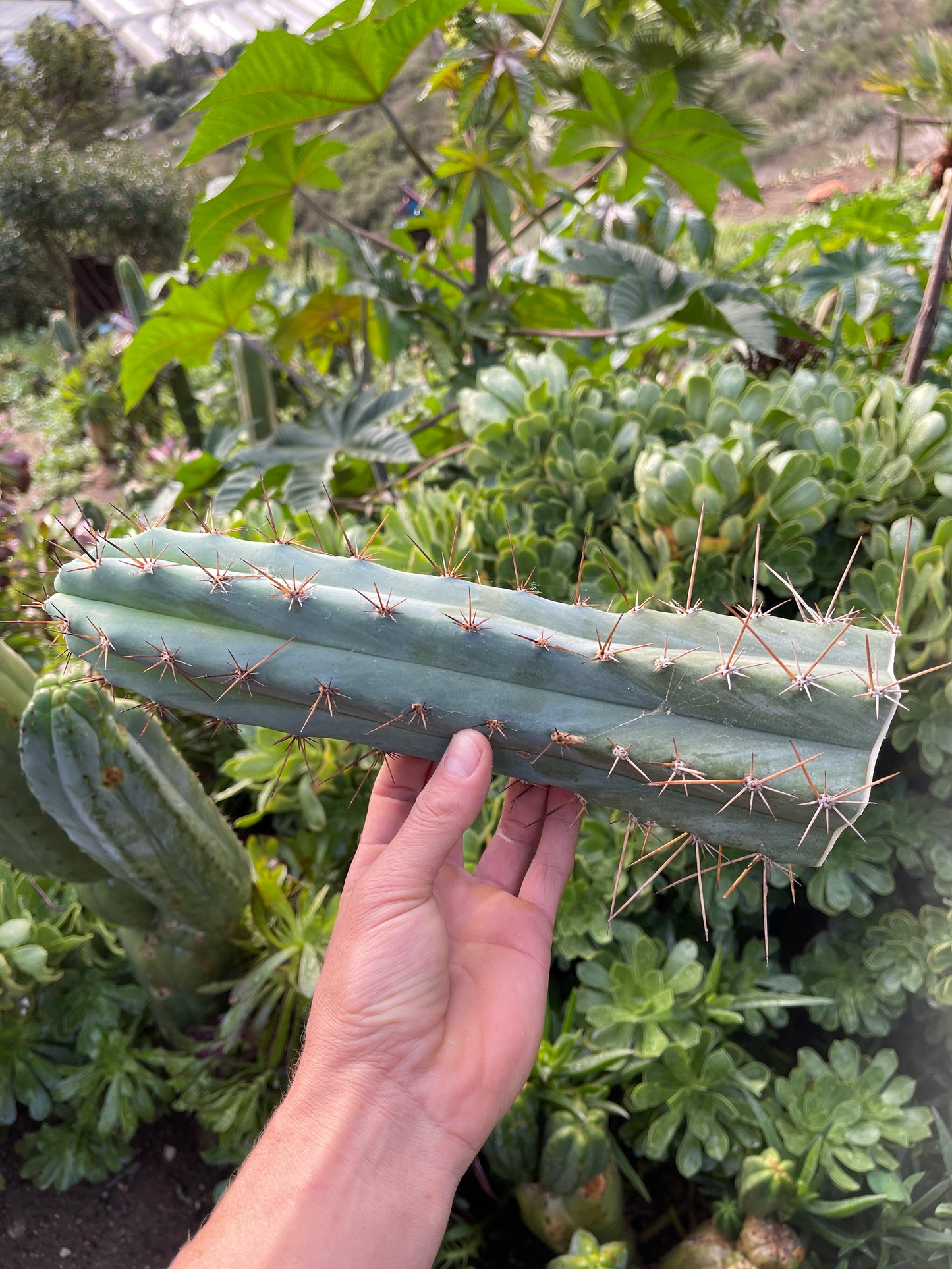 Spicy 🌶️ Spiky San Pedro TRICHOCEREUS PERUVIANUS