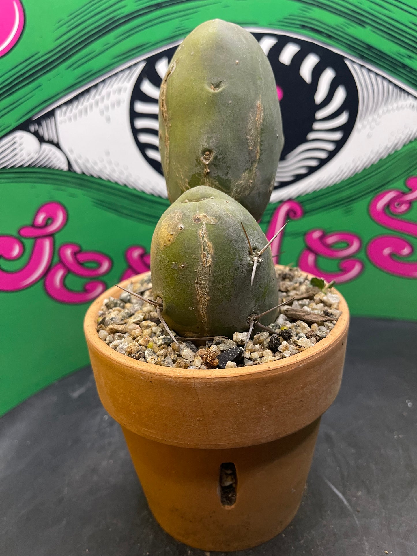 Terra cotta pot w/ Tbm