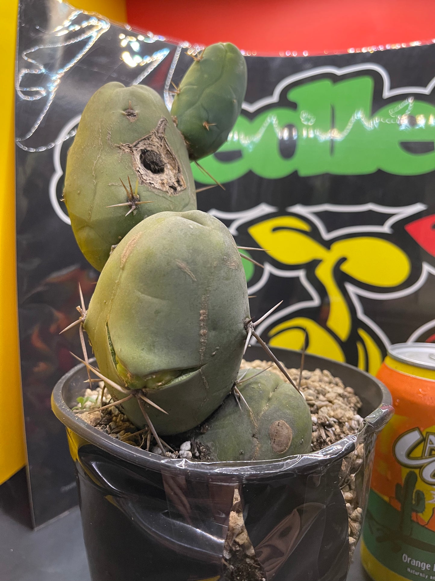 Tbm CACTUS !!!