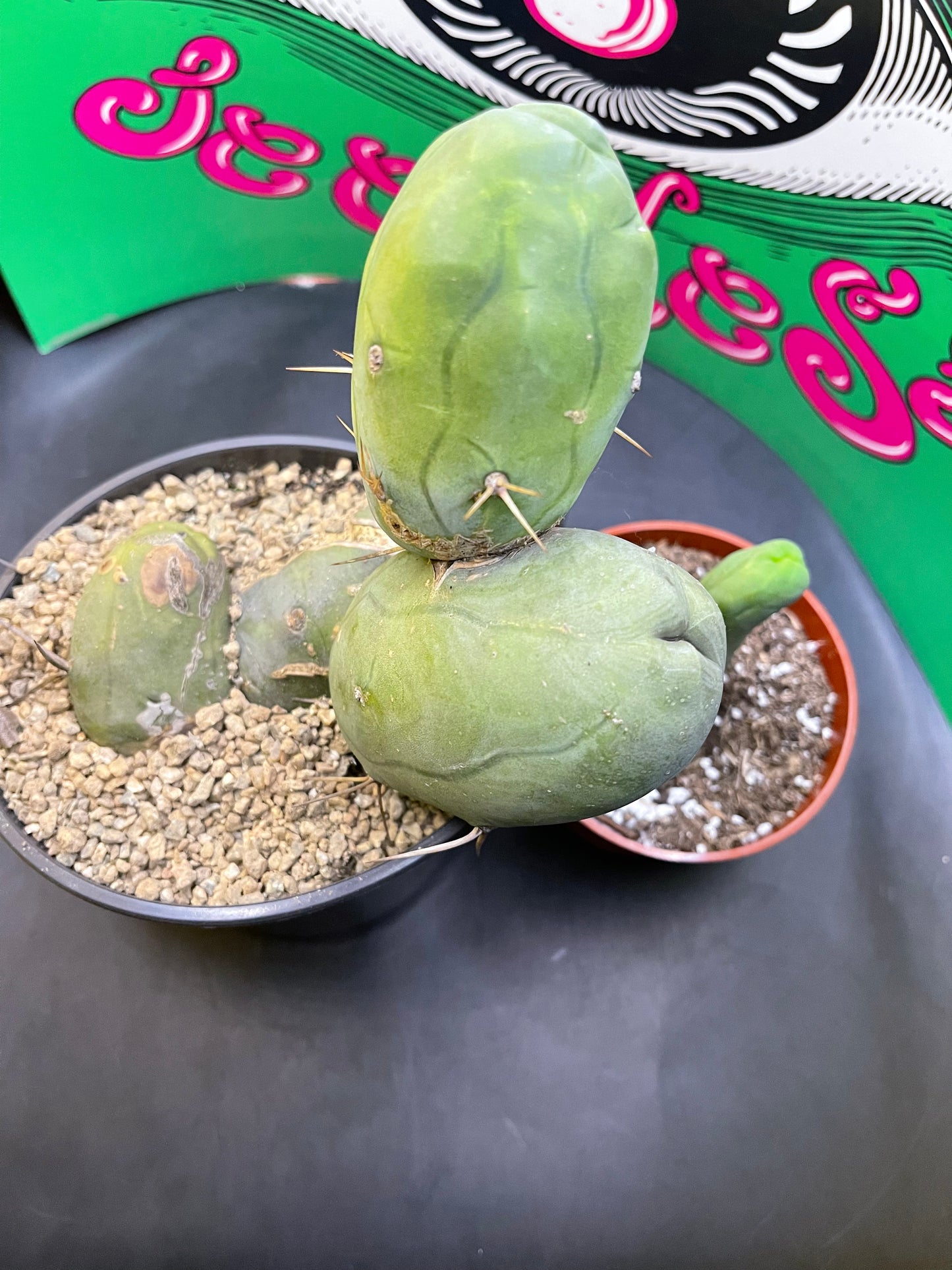 TBM - CACTUS šµ