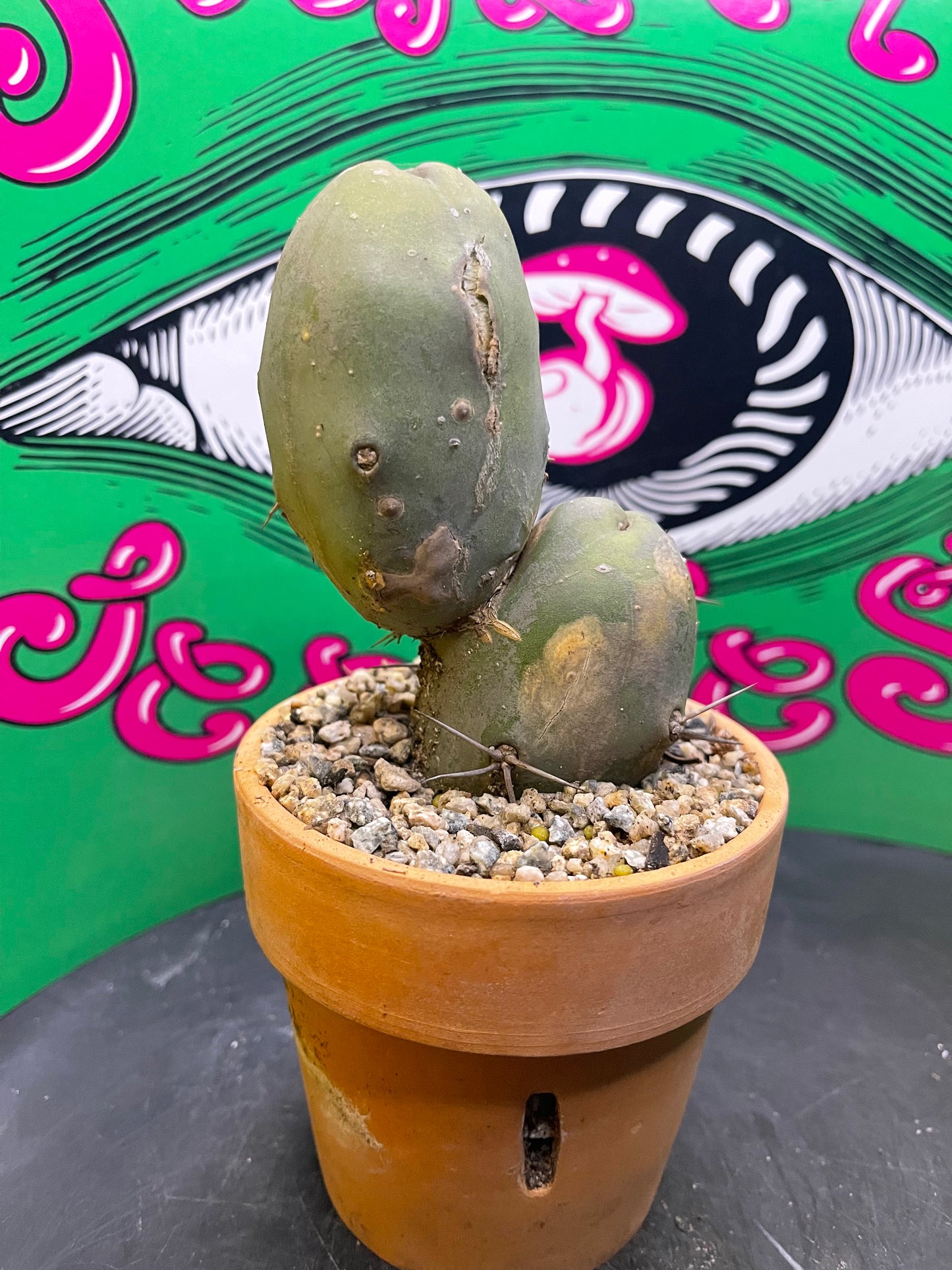 Terra cotta pot w/ Tbm