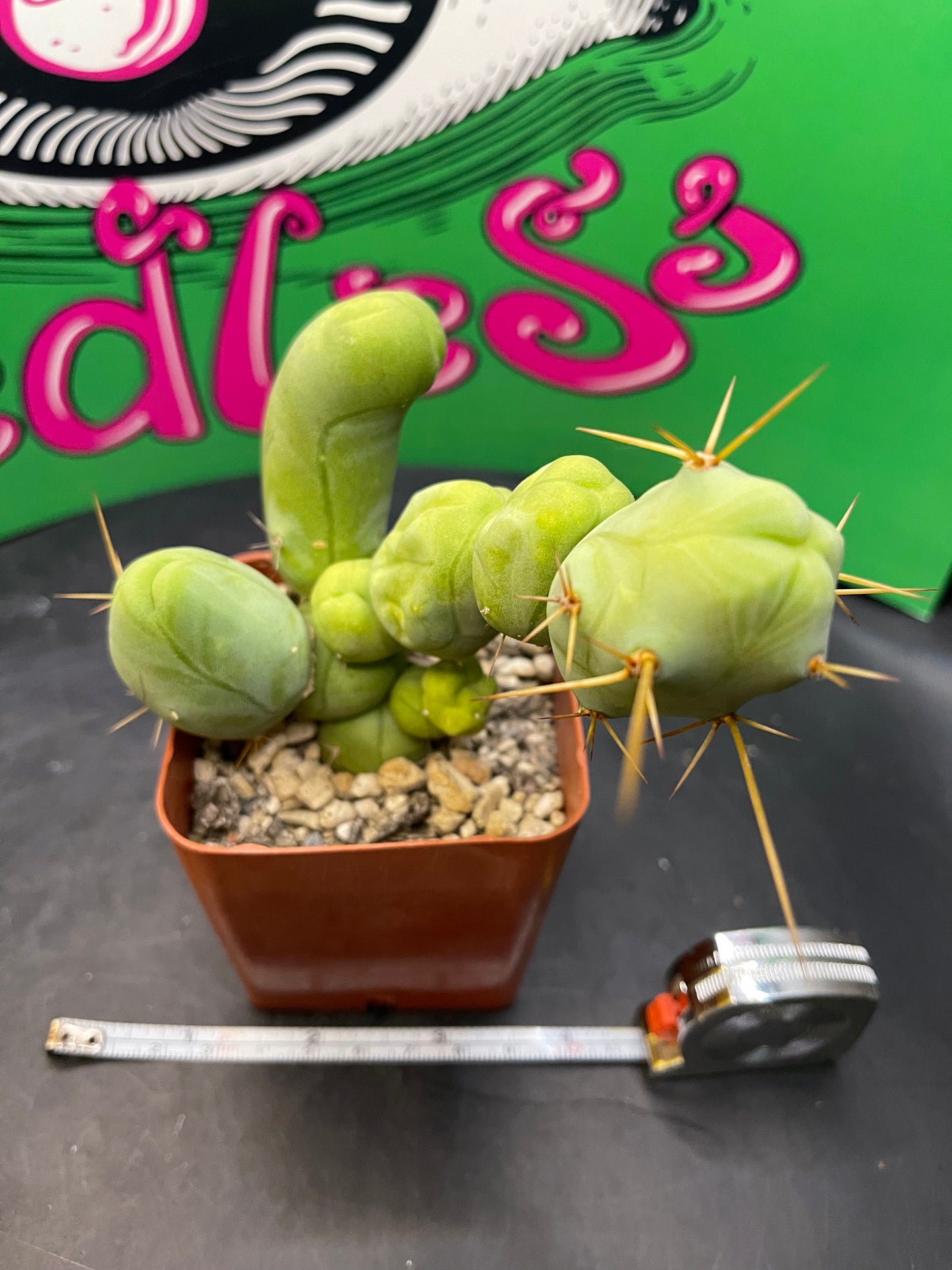 Trichocereus Bridgesii monstrose