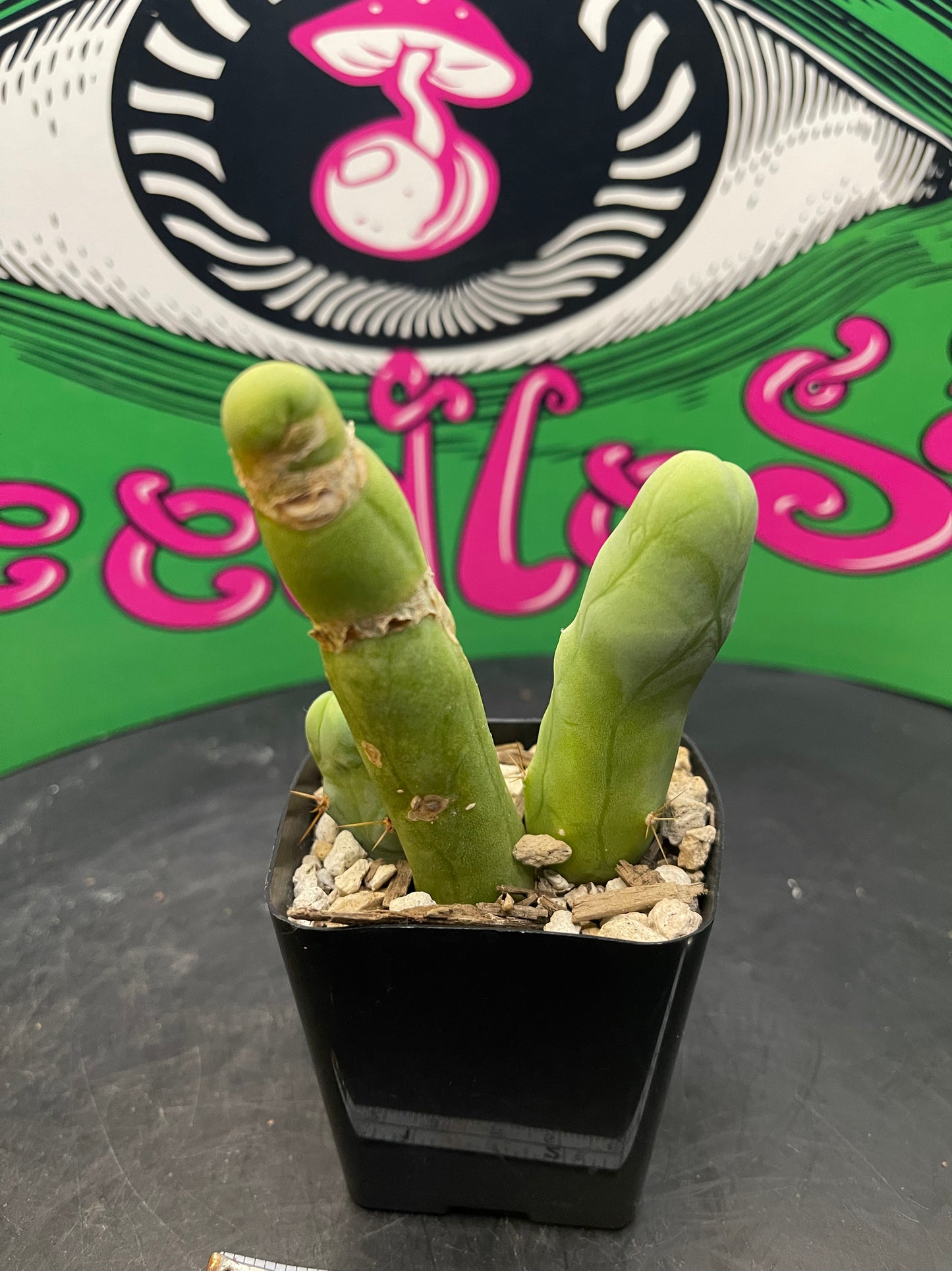 TBM cactus