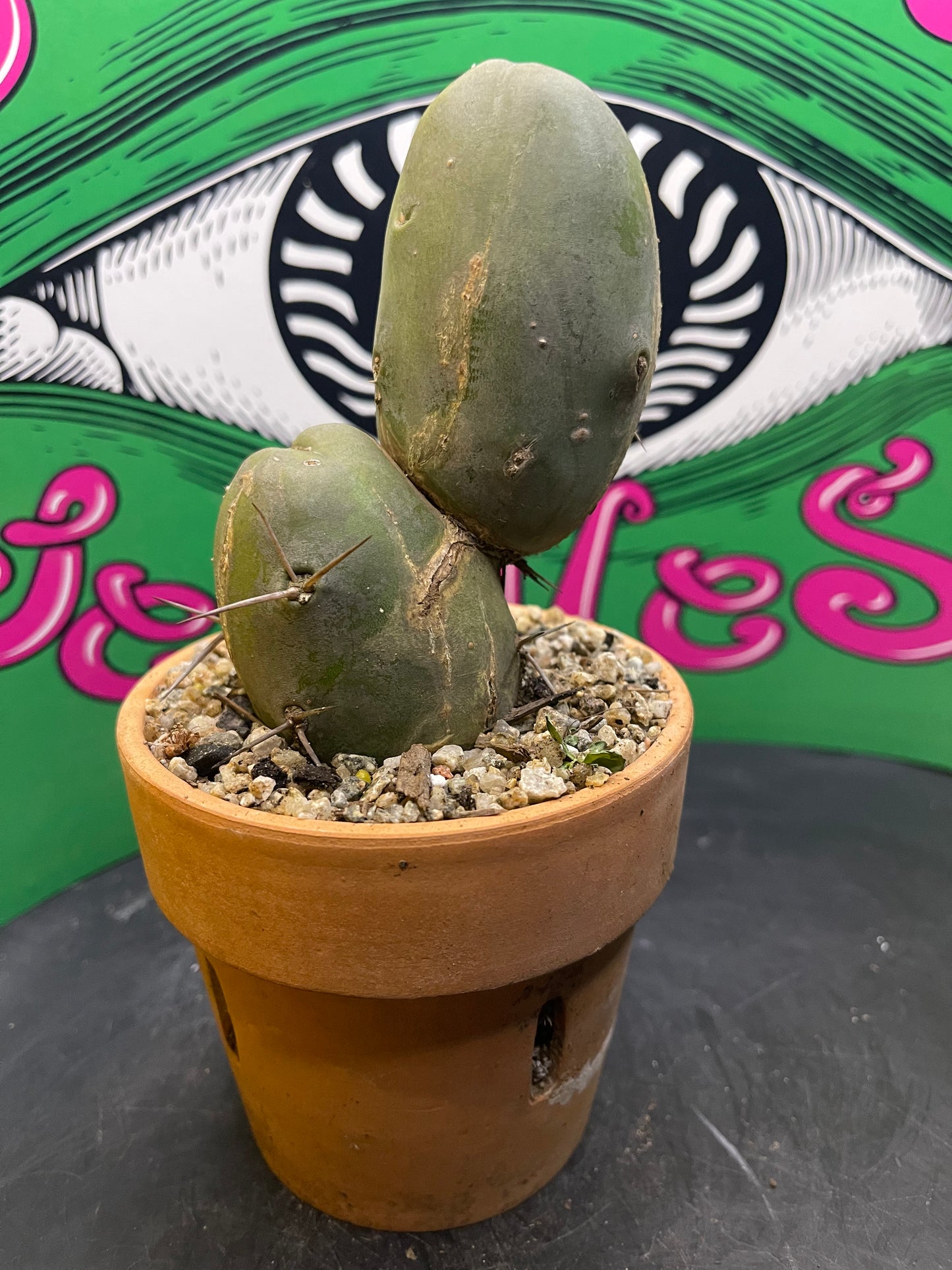 Terra cotta pot w/ Tbm