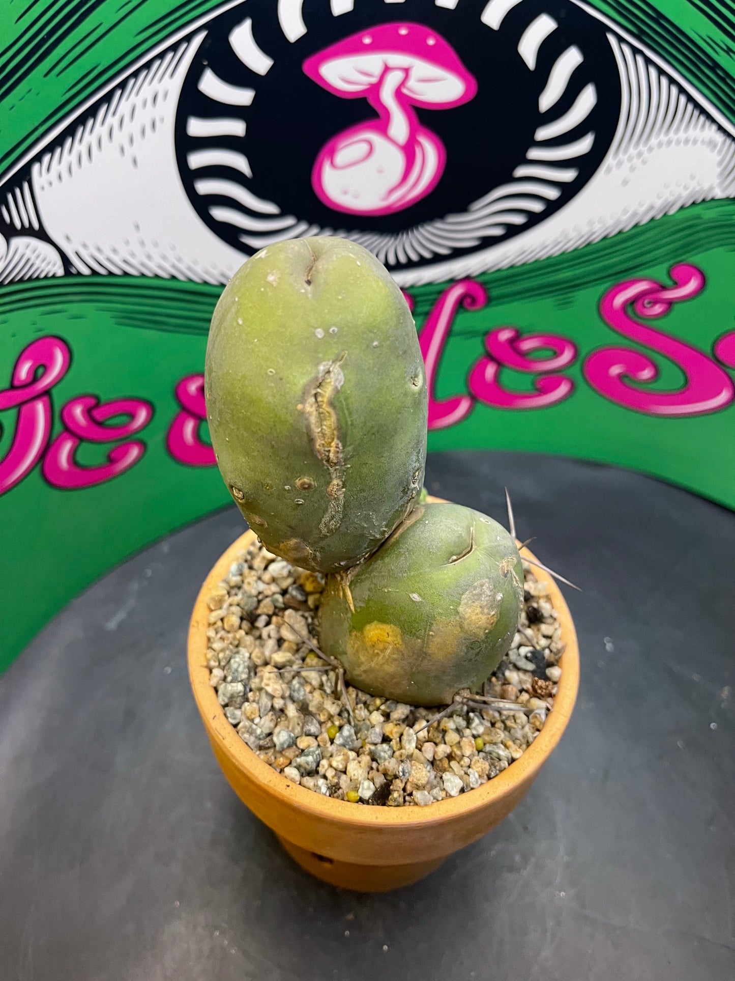 Terra cotta pot w/ Tbm