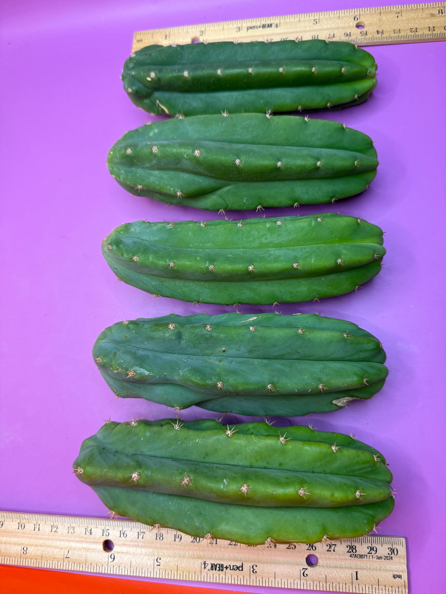 5 cactus bundle pack !!