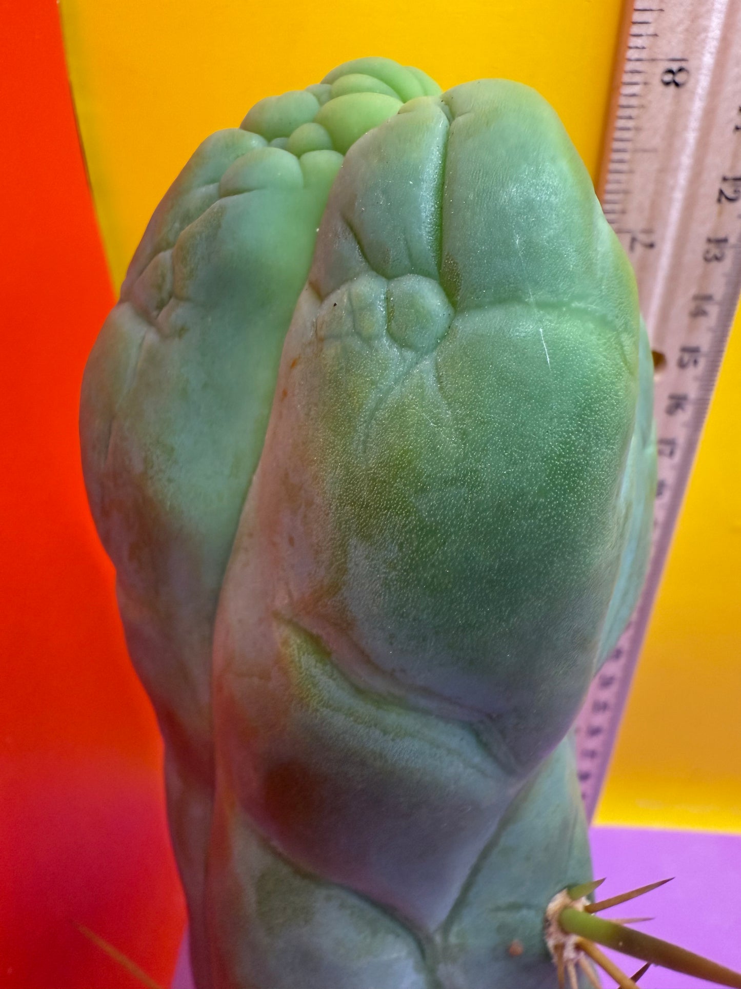 Bruce’s Dragon - almost 3” thick !