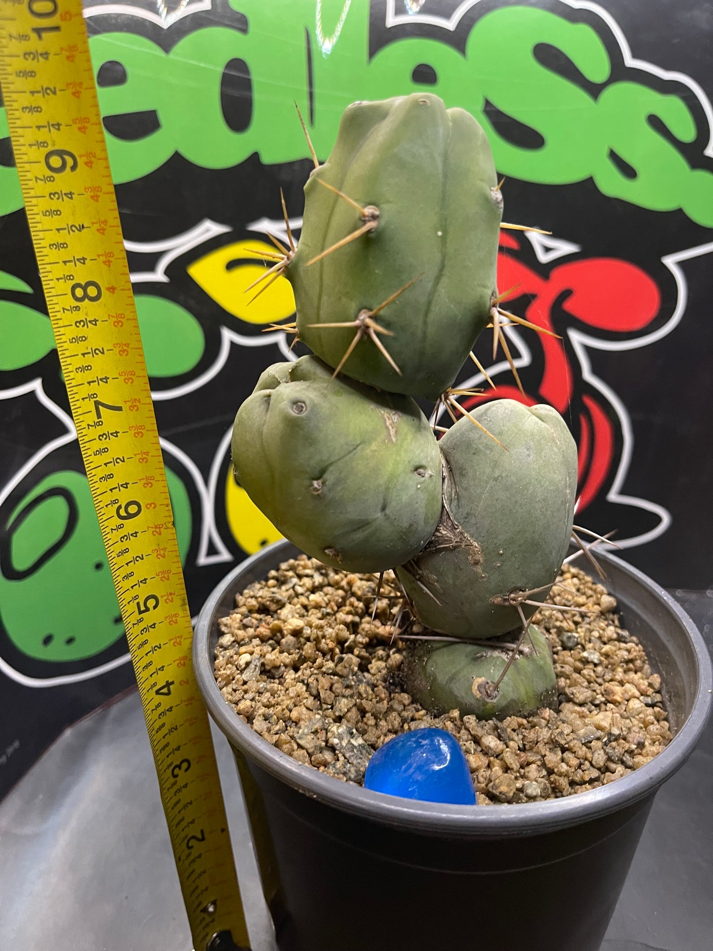 Trichocereus bridgesii monstrose