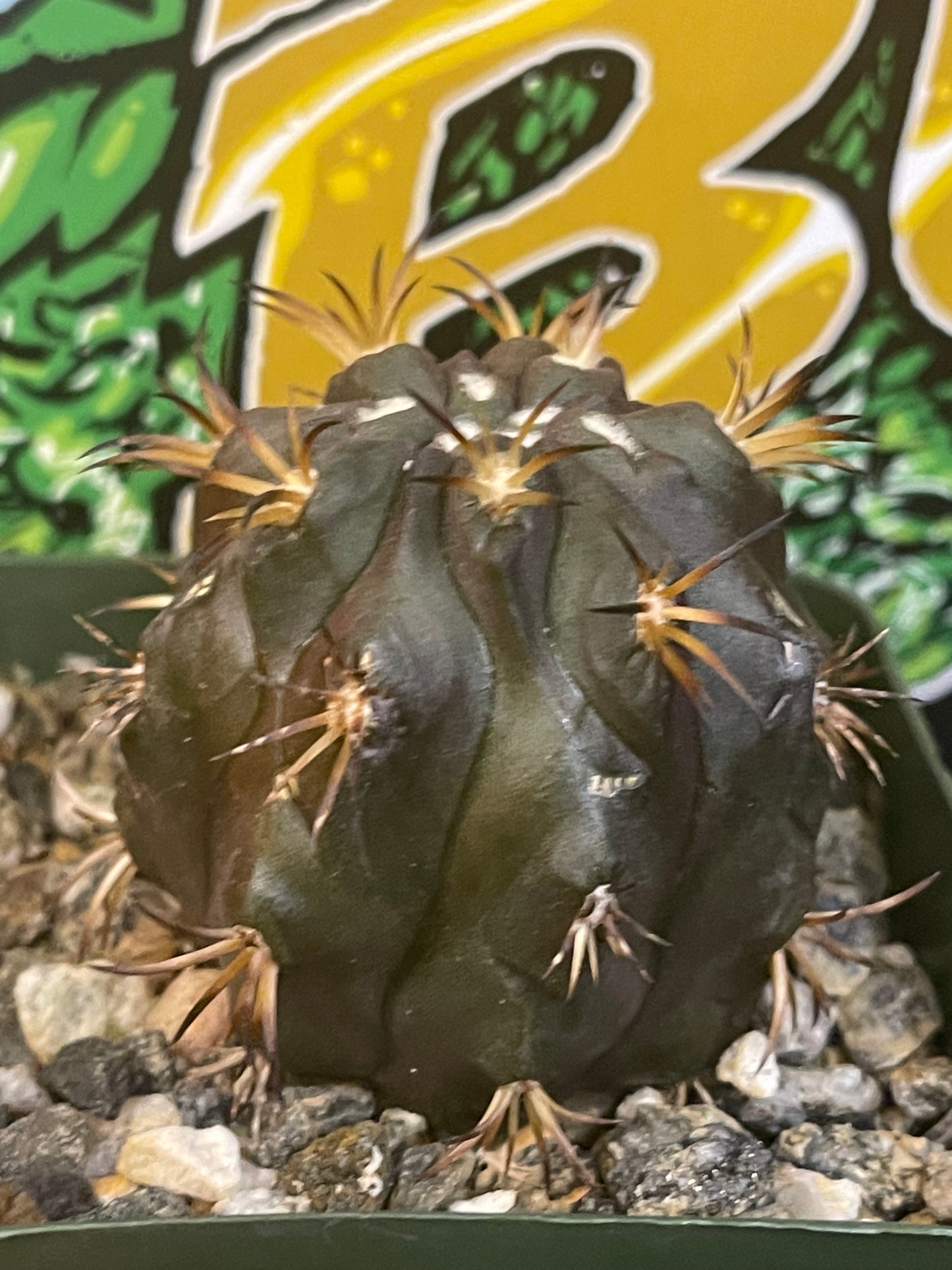 Copiapoa Dura