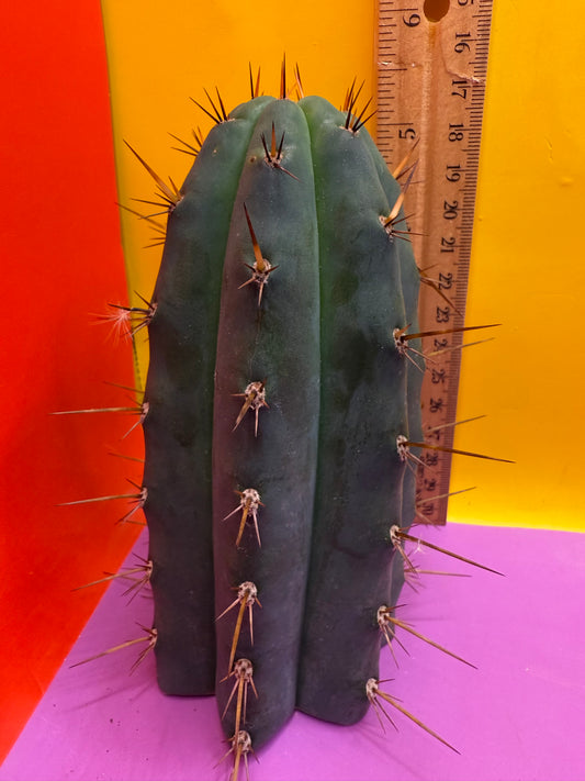 CCVP Trichocereus