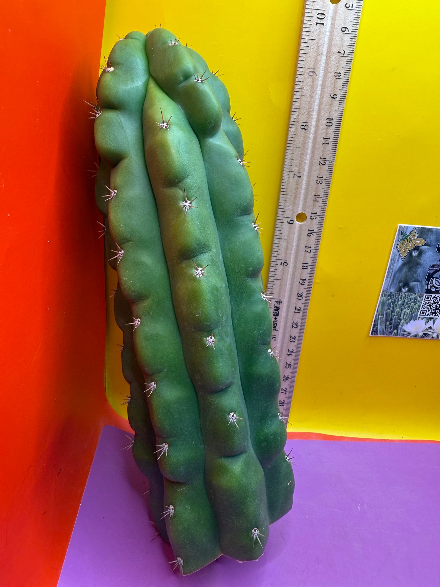 TPM ! Monstrose tricho