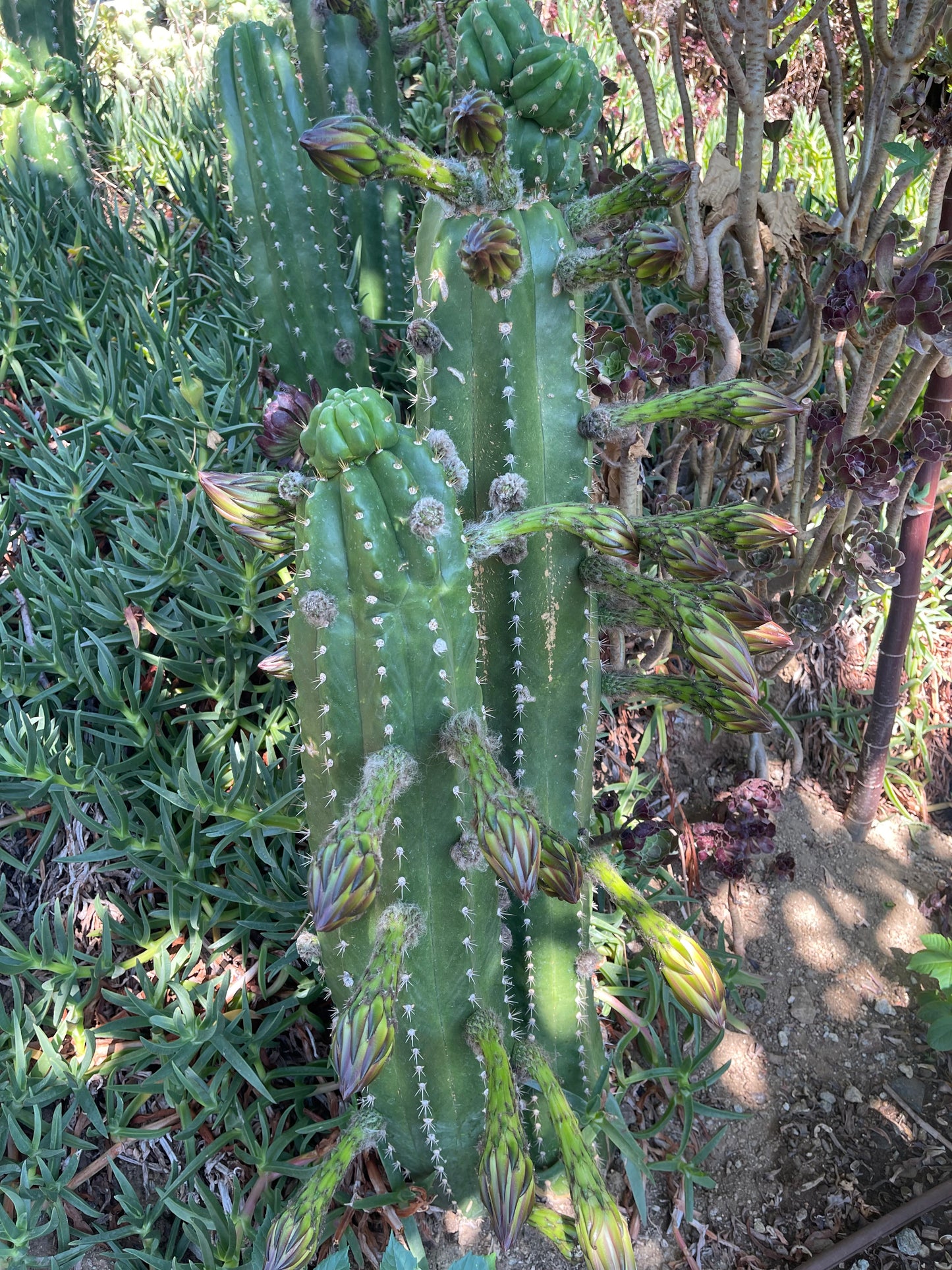 CACTO HEBRIDO cactus cutting ! The second Picture  shows cutting for sale