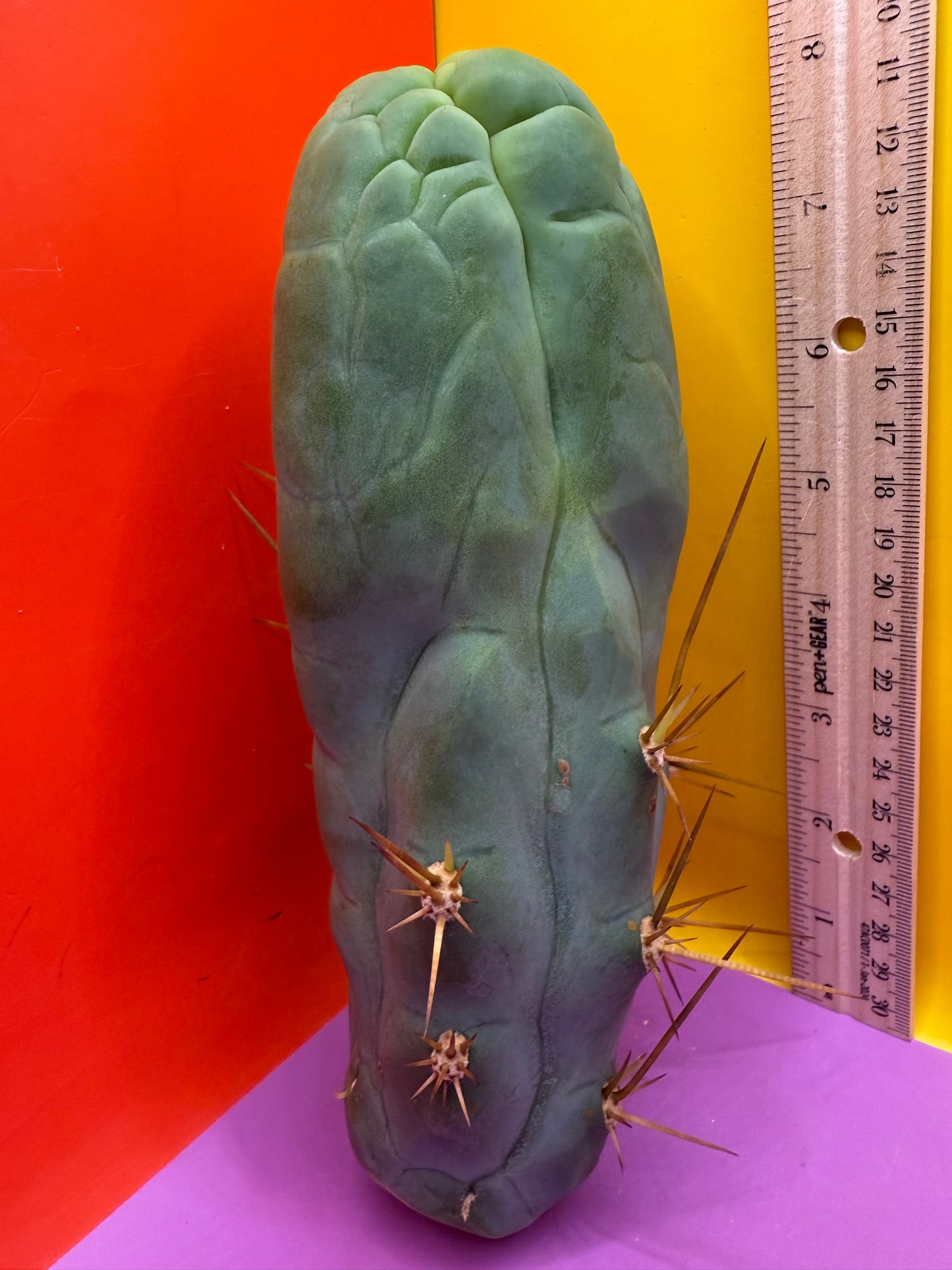 Big Thic Bruce’s Dragon 🐉