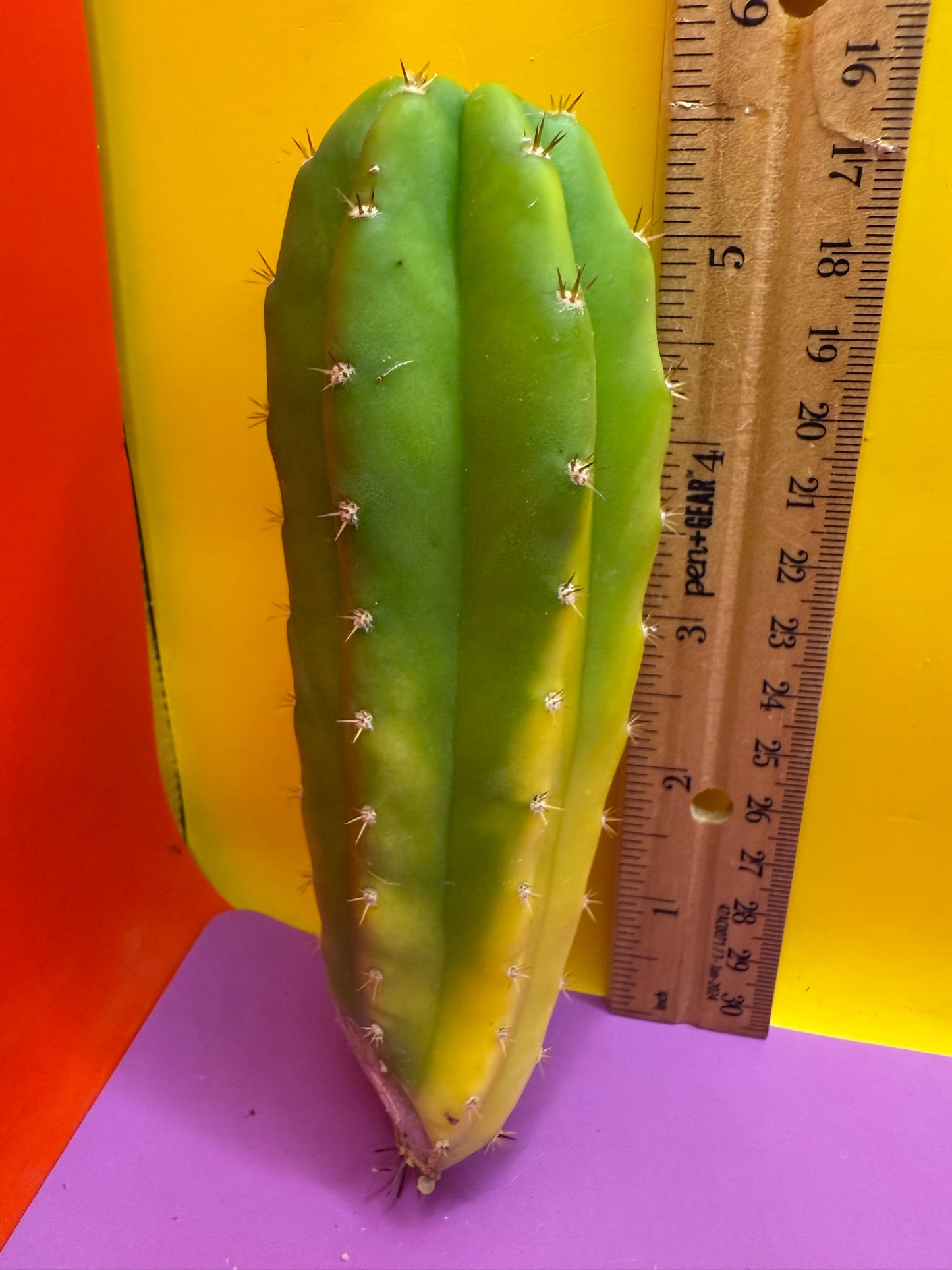 Banana San Pedro Cactus !