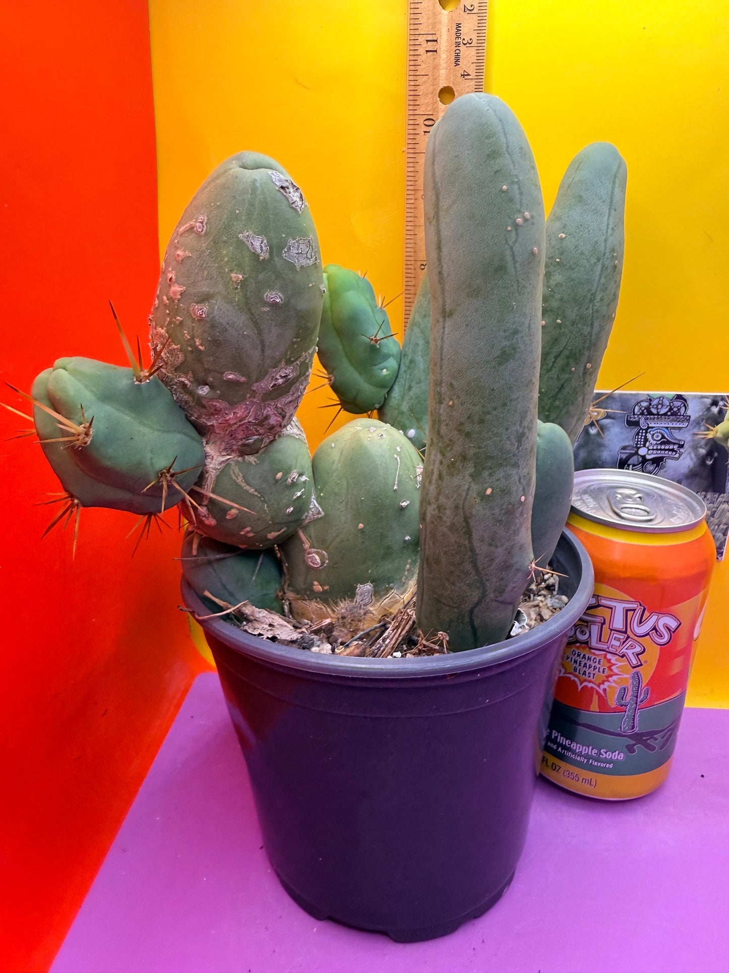 TBM CACTUS tall and branching !  shipped in pot  9 segments -