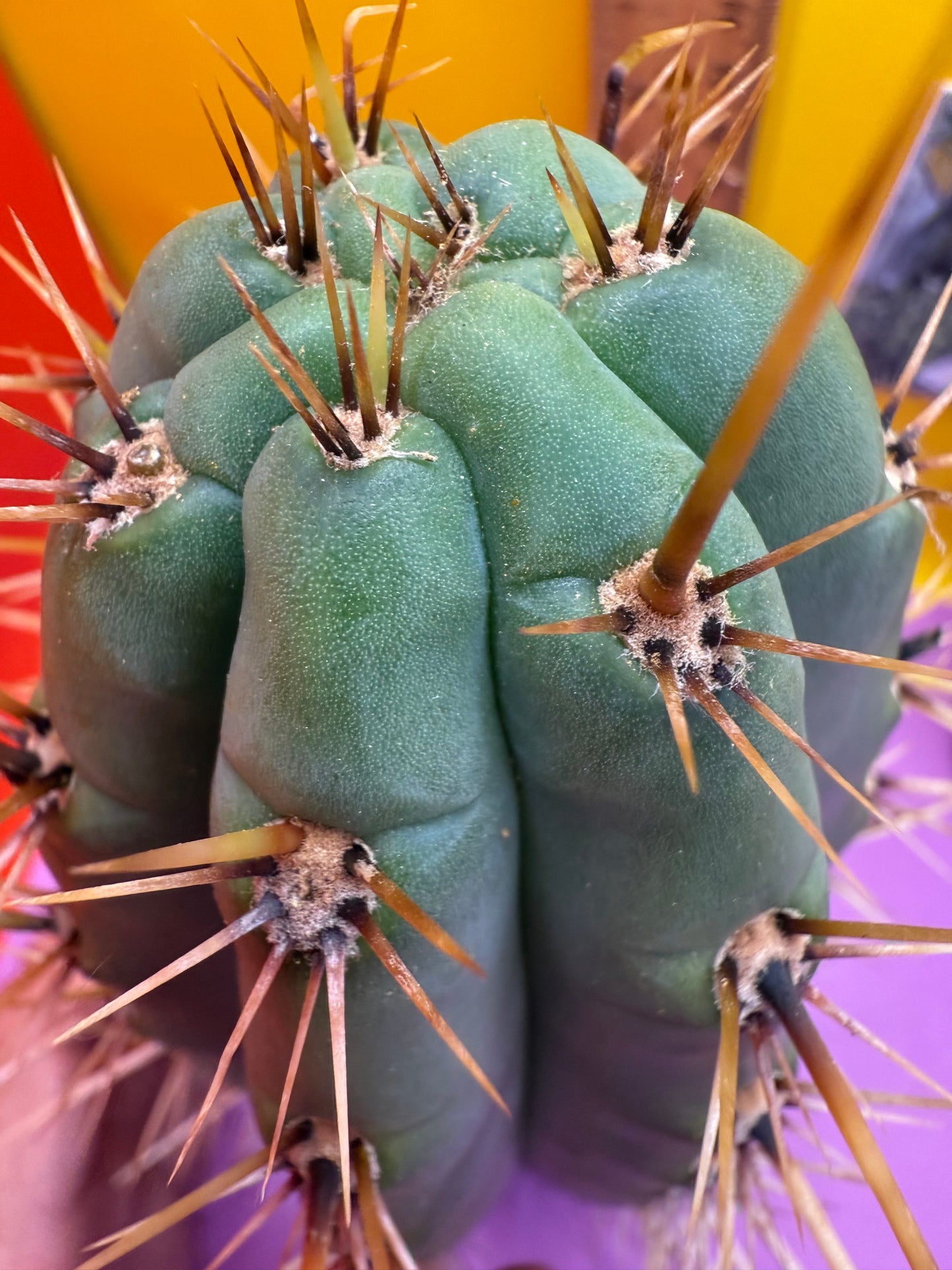 Trichocereus Puquiensis - cv “Linda”