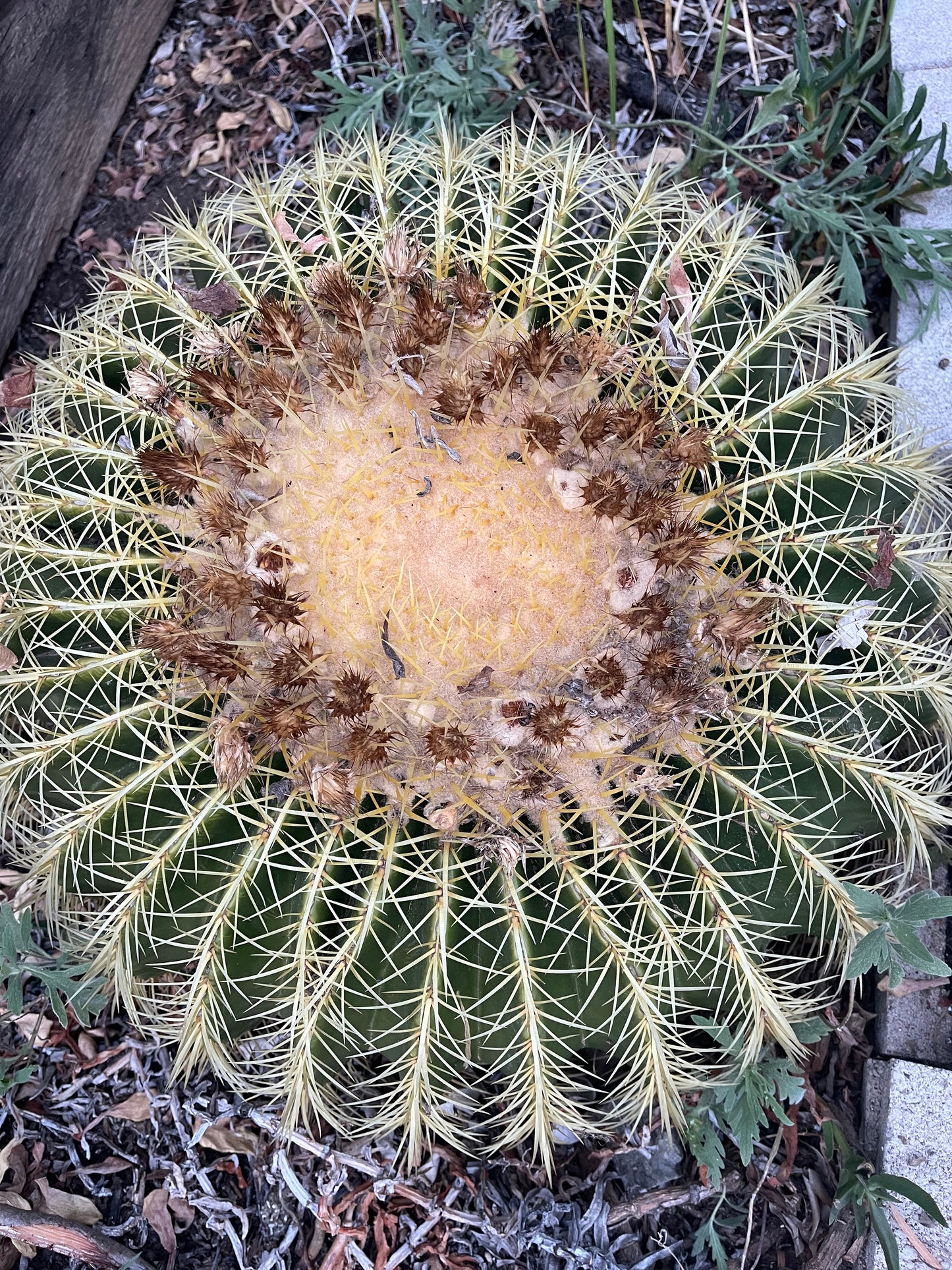 Free golden barrel cactus seeds !
