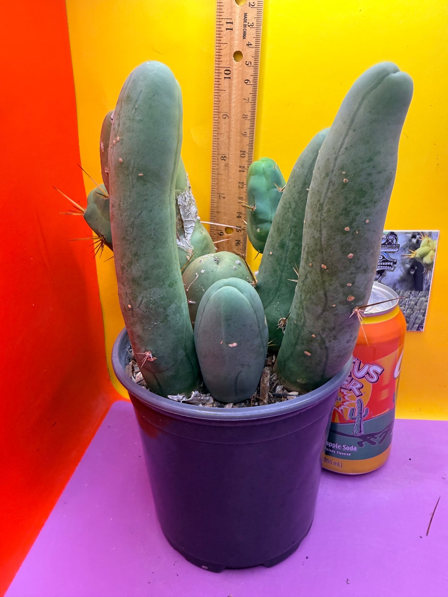 TBM CACTUS tall and branching !  shipped in pot  9 segments -