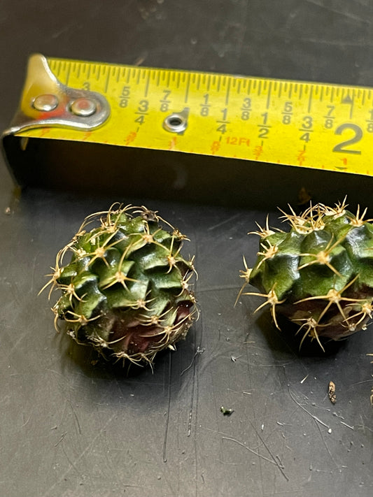 DAVES DOLLAR DAYS Gymno pups