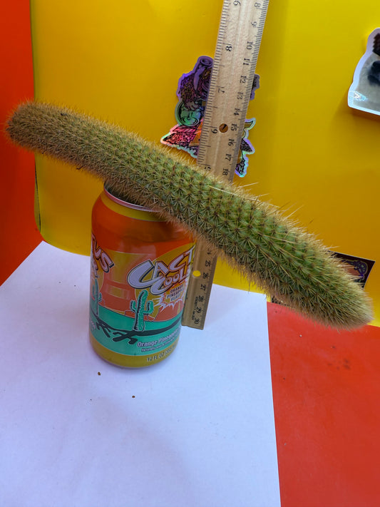 Golden Foxtail Cactus