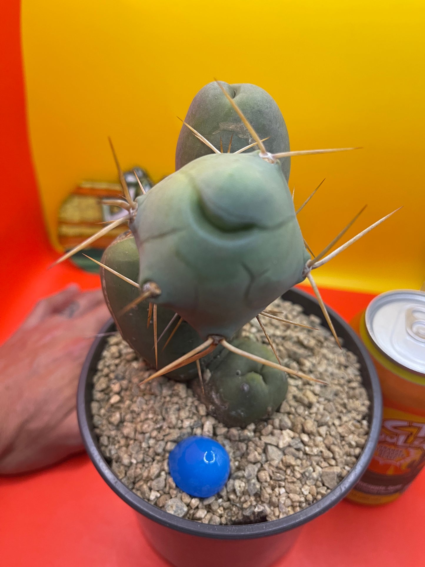 TBM CACTUS