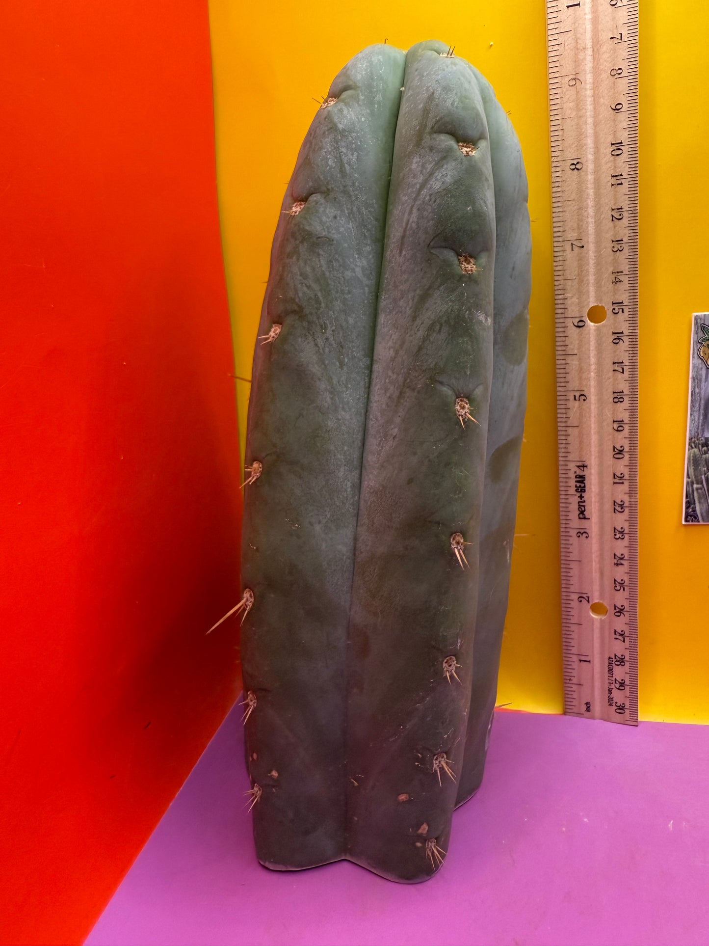 HBG 18568 Trichocereus huanucoensis