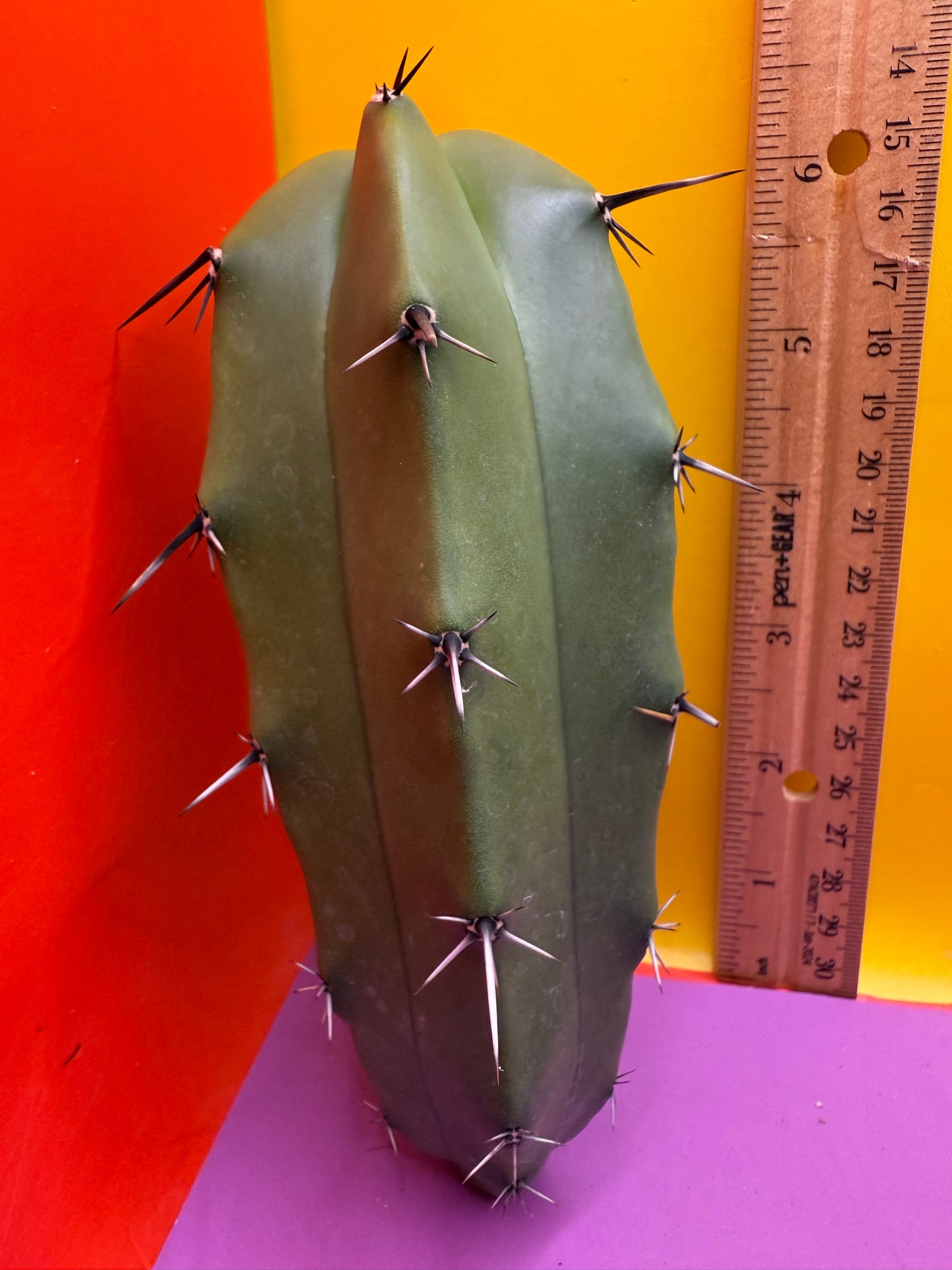 GREEN Myrtillocactus !!