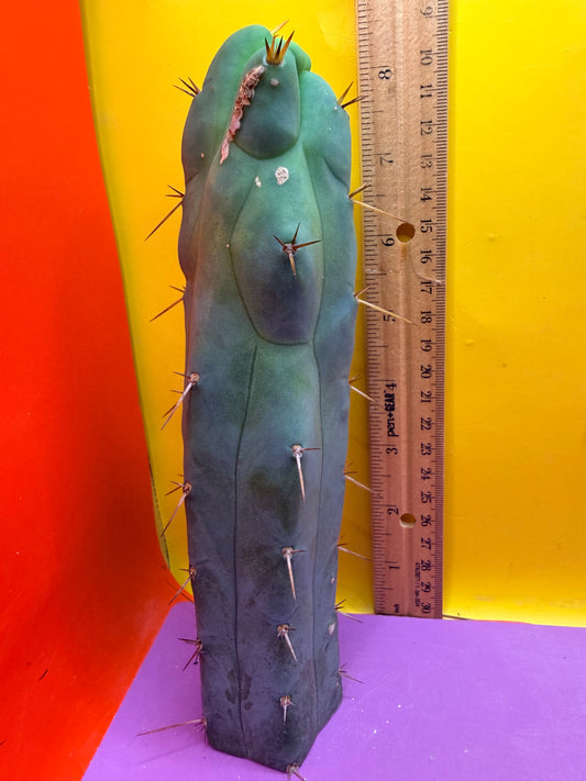 “EL SERPIEÑTE” melty 4 winds tip !!