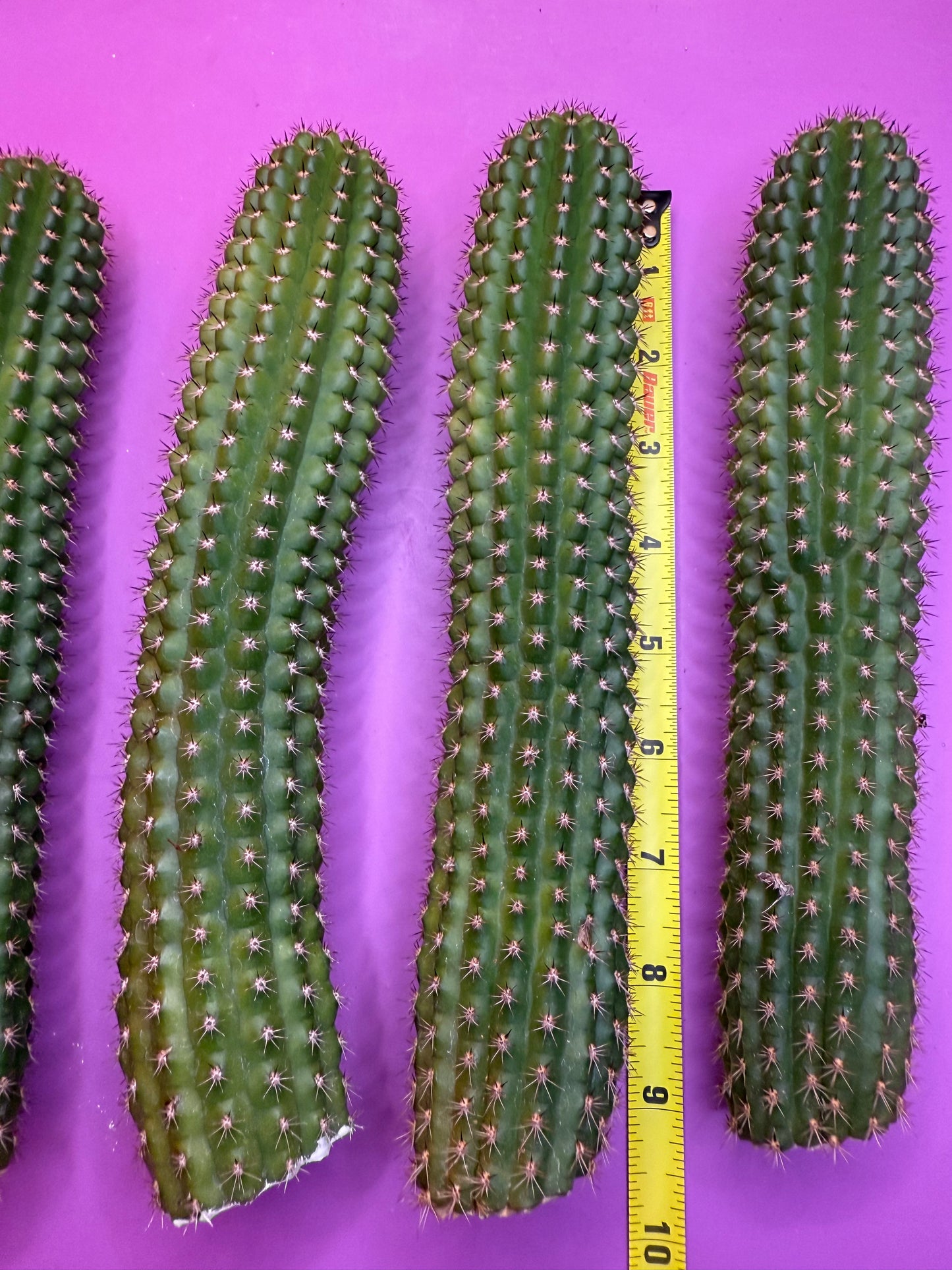 SALE PRICE ! Trichocereus Brevispinulosus!