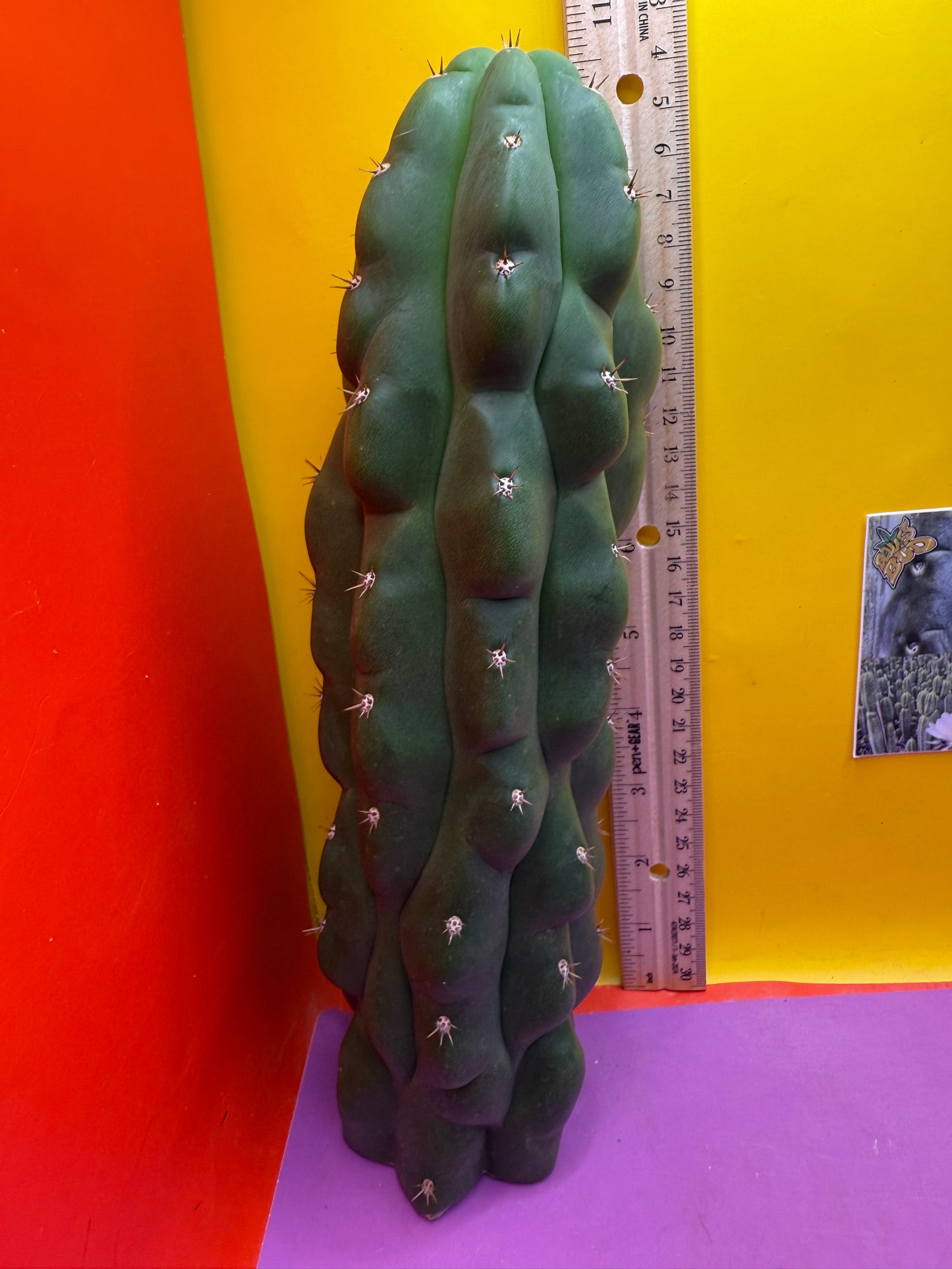 Monstrose San Pedro Cactus! This exact one