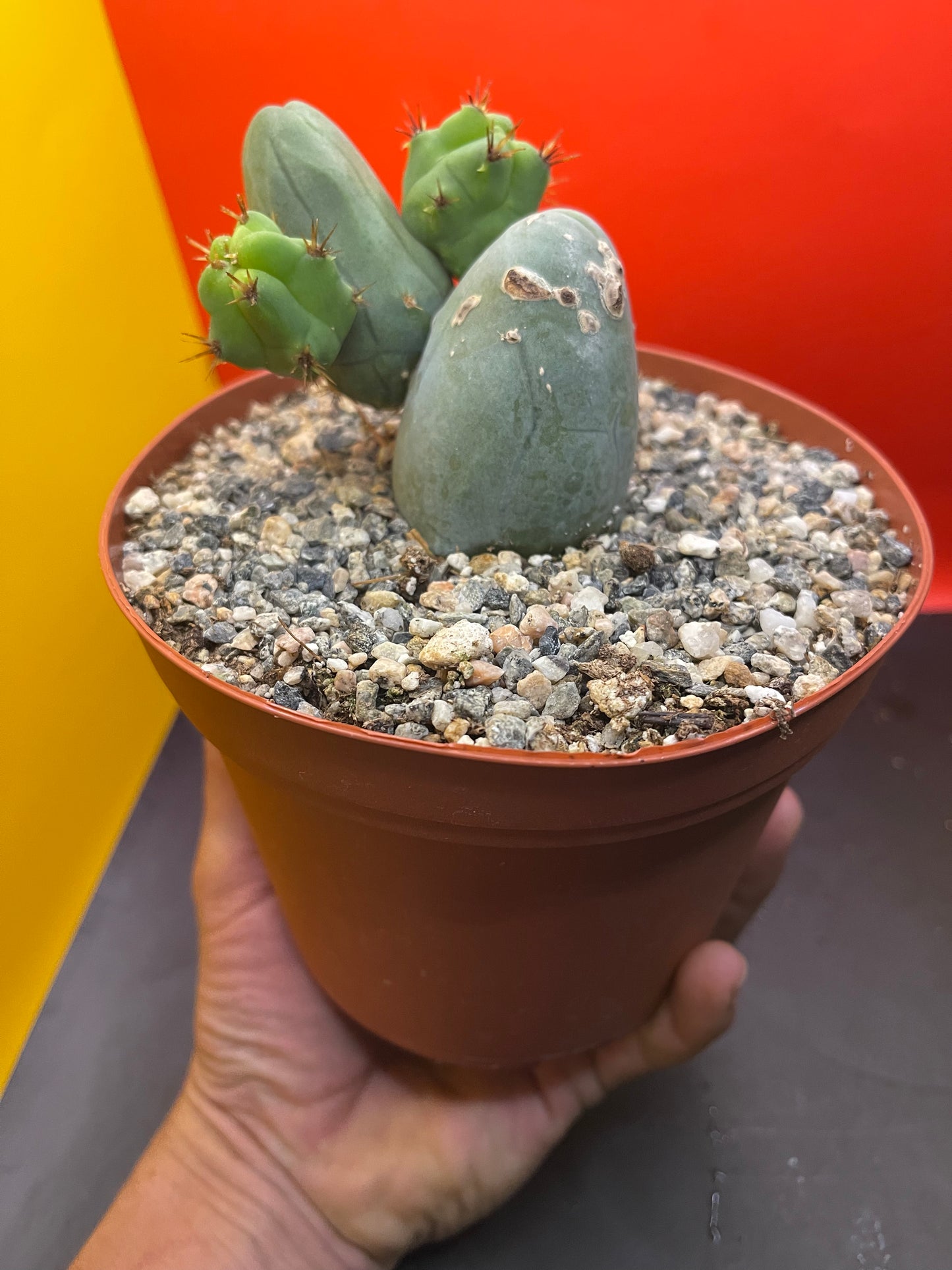 SHIPS IN POT - TBM CACTUS