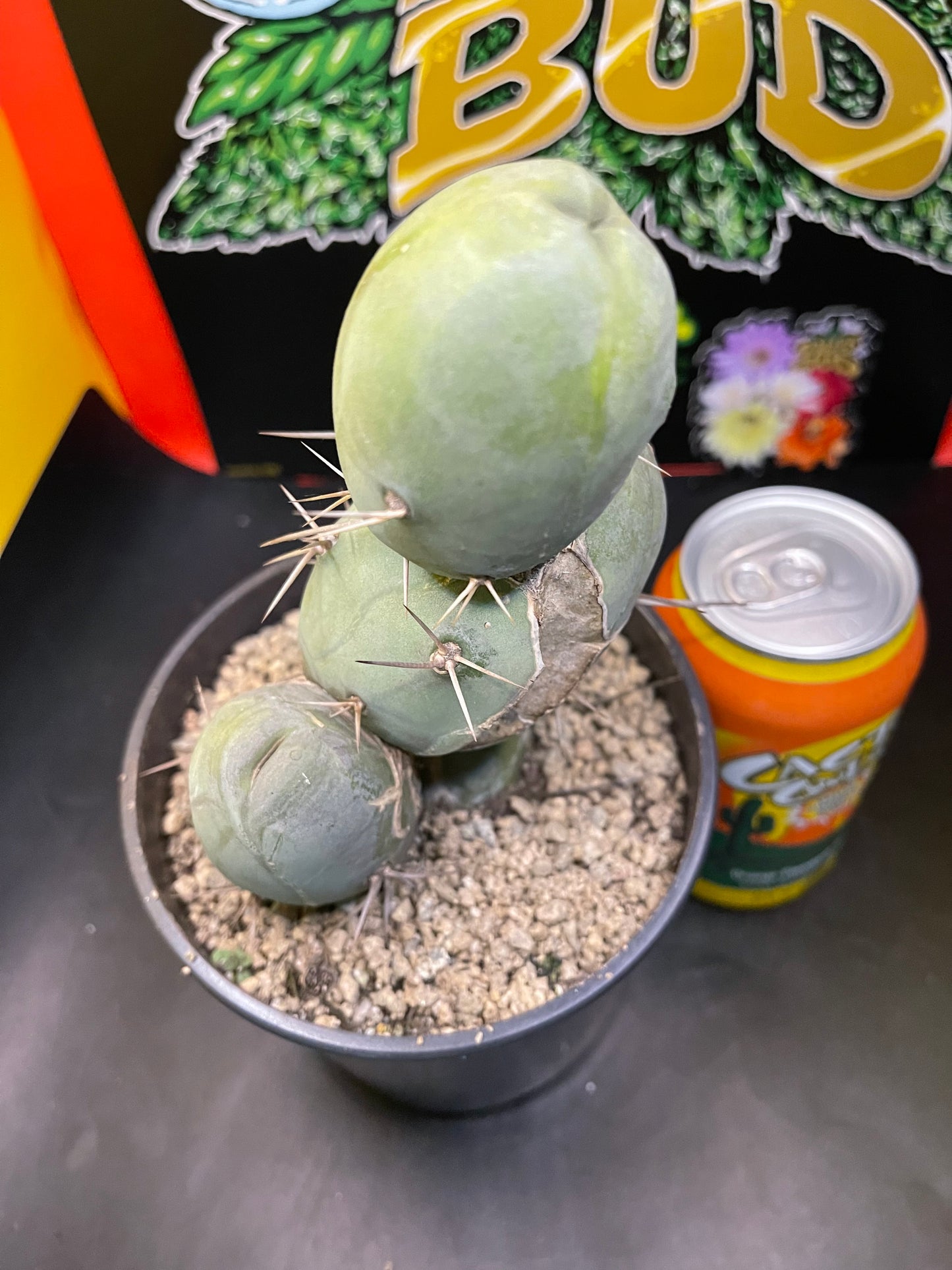 PENISCACTUS !!