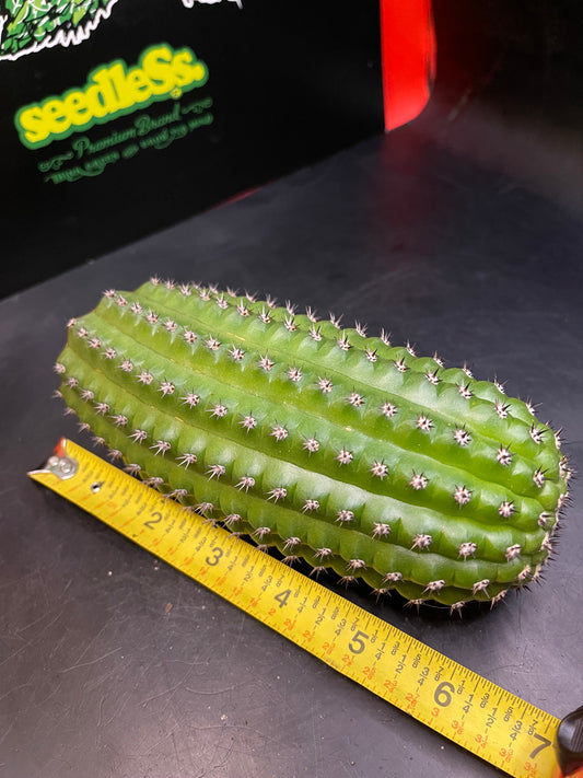Trichocereus brevispinulosus