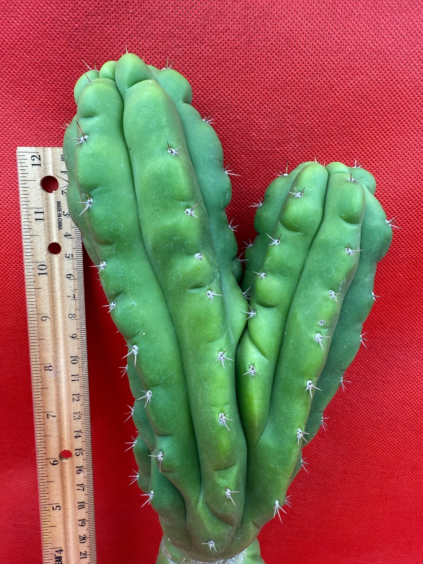 Dicot TPM !! Trichocereus Pachanoi monstrose