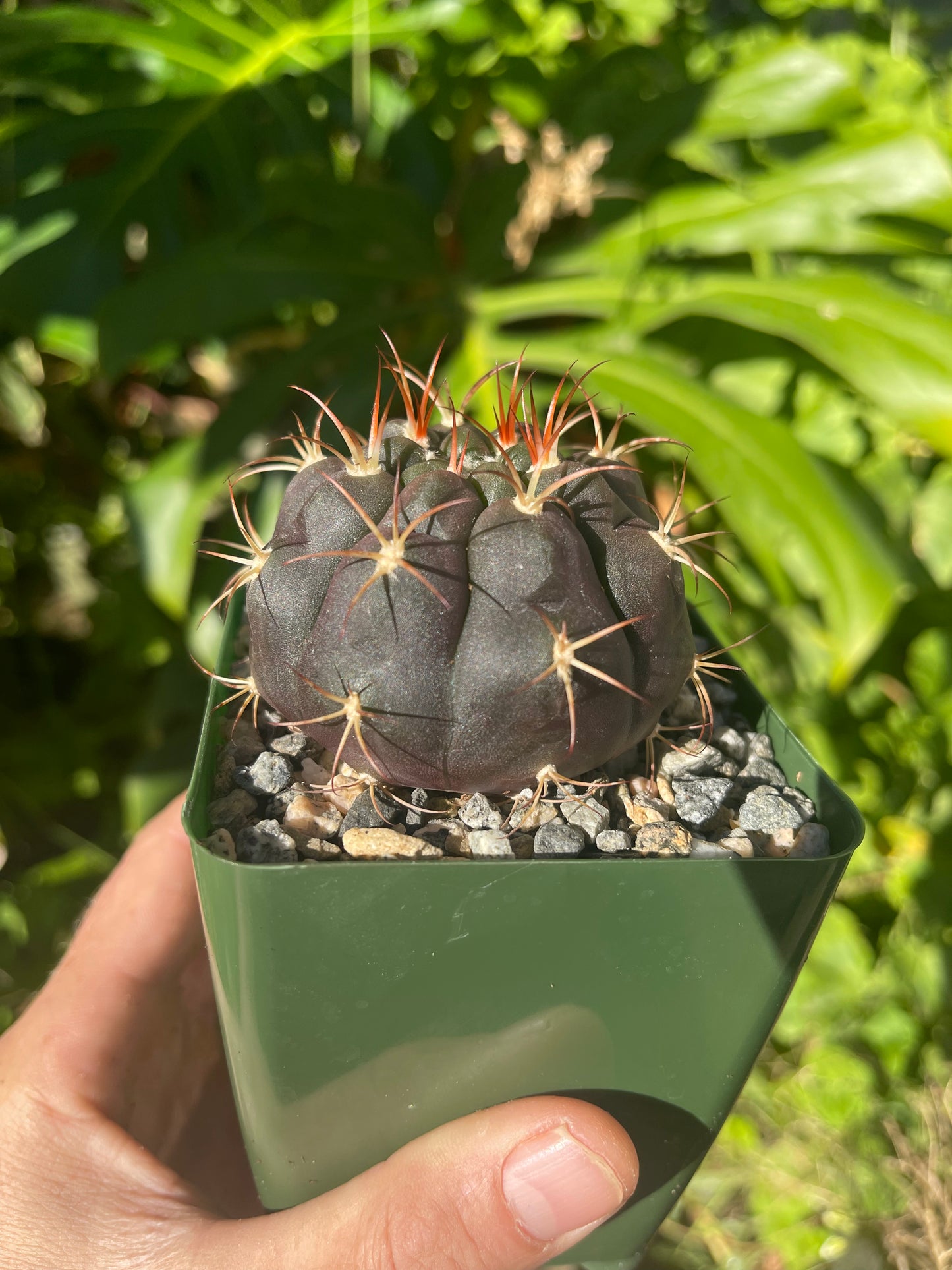 Gymnocalycium pflanzii albipulpa